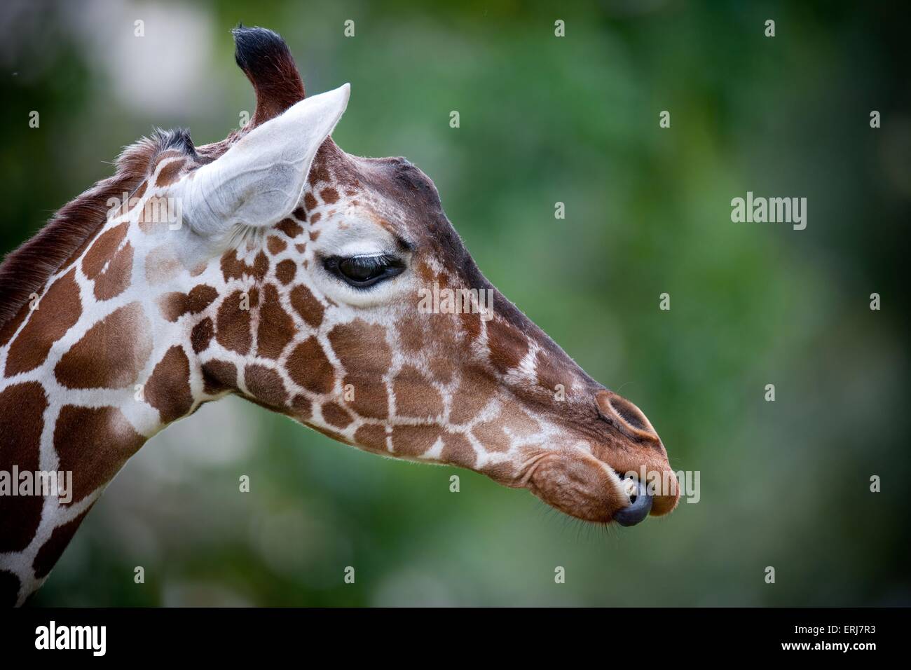 Giraffe licking tongue hires stock photography and images Alamy