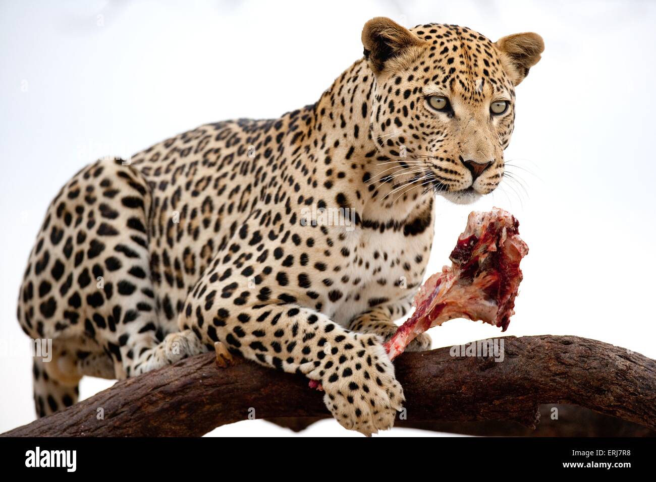 Flesh eating animals hi-res stock photography and images - Alamy