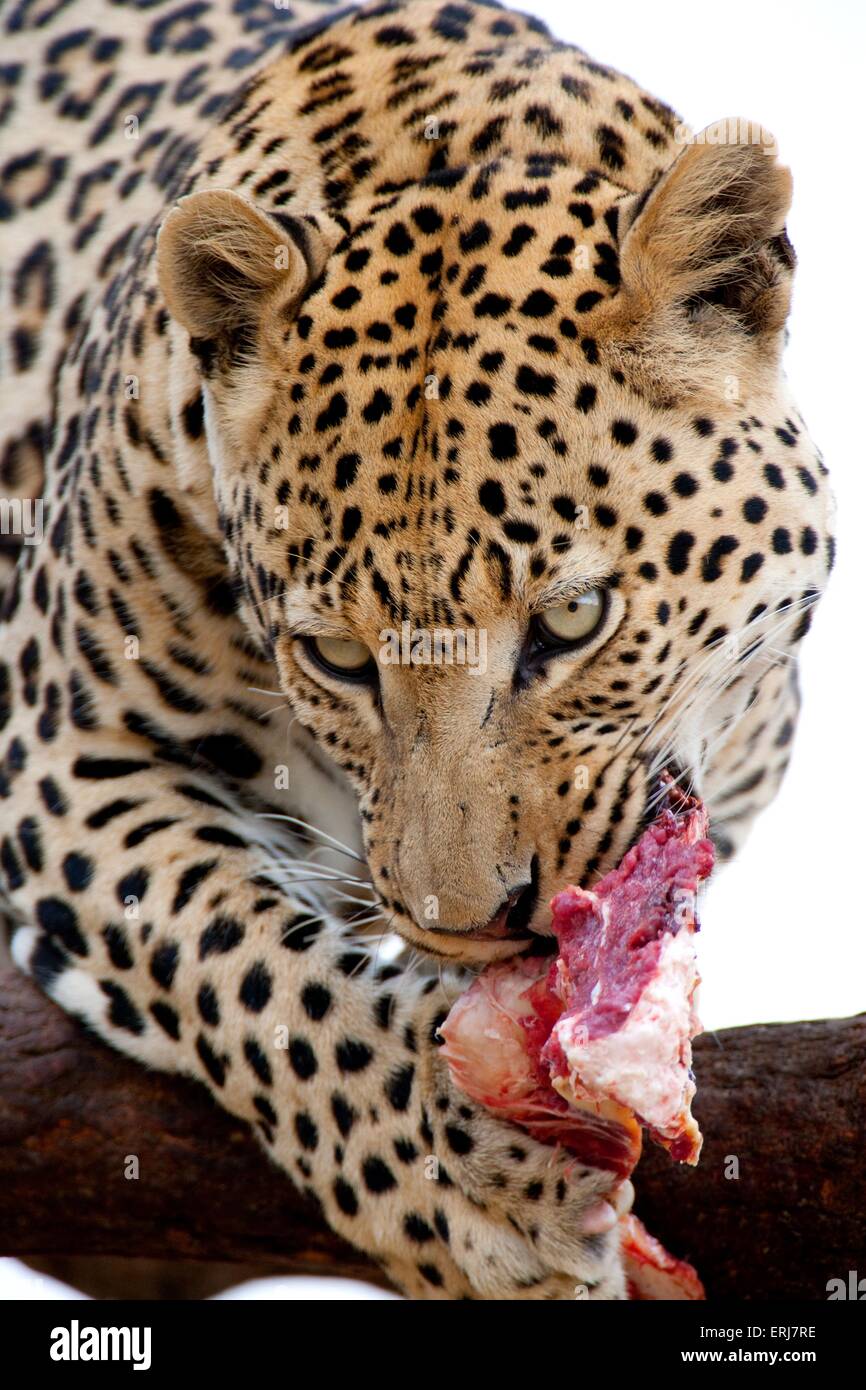 Flesh eating animals hi-res stock photography and images - Alamy Flesh eating animals hi-res stock photography and images - Alamy