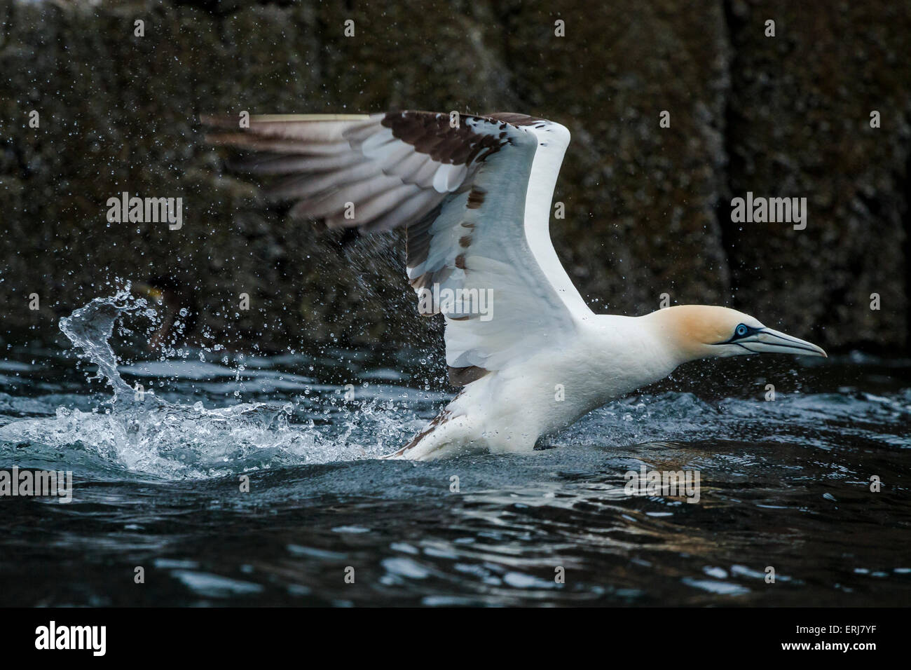Northern Gannet (Morus bassanus) takes off from the water surrounding Bass Rock, Scotland. Stock Photo