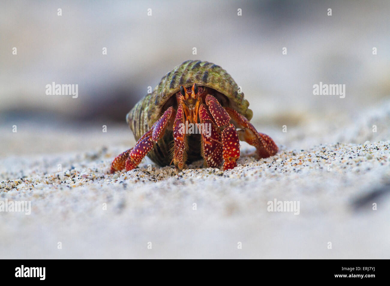 Strawberry Hermit Crab (Coenobita perlatus) on a beach in the South Pacific. Stock Photo