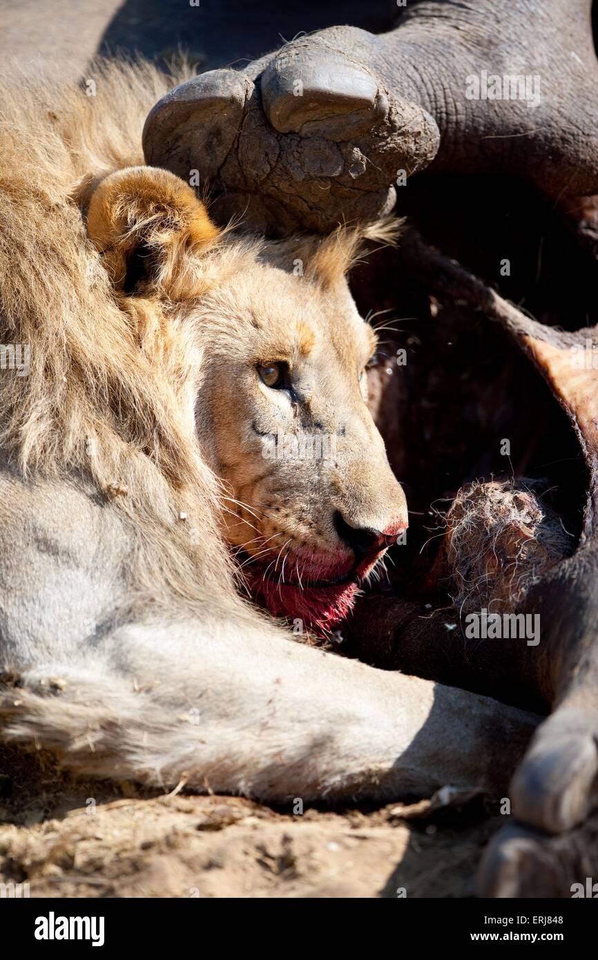 lion with prey Stock Photo