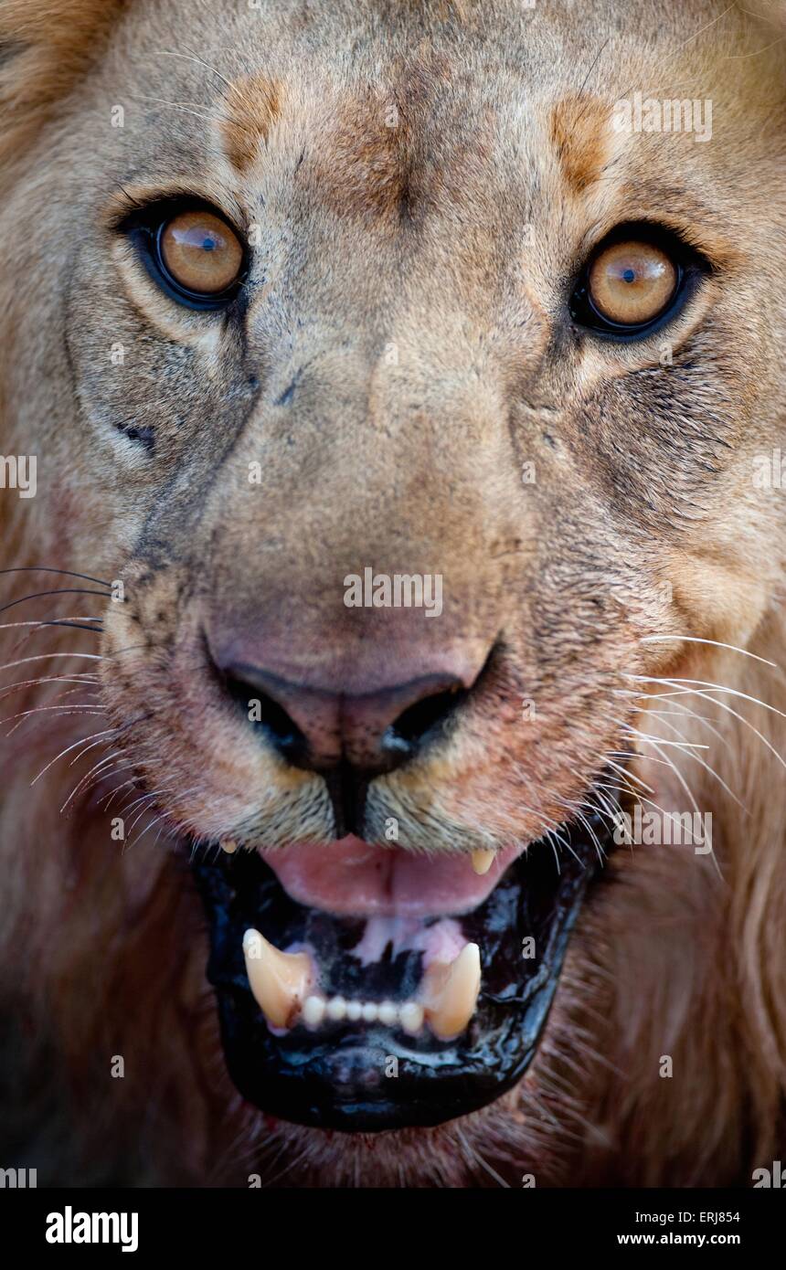 Frontal portrait of a male lion hi-res stock photography and images - Alamy