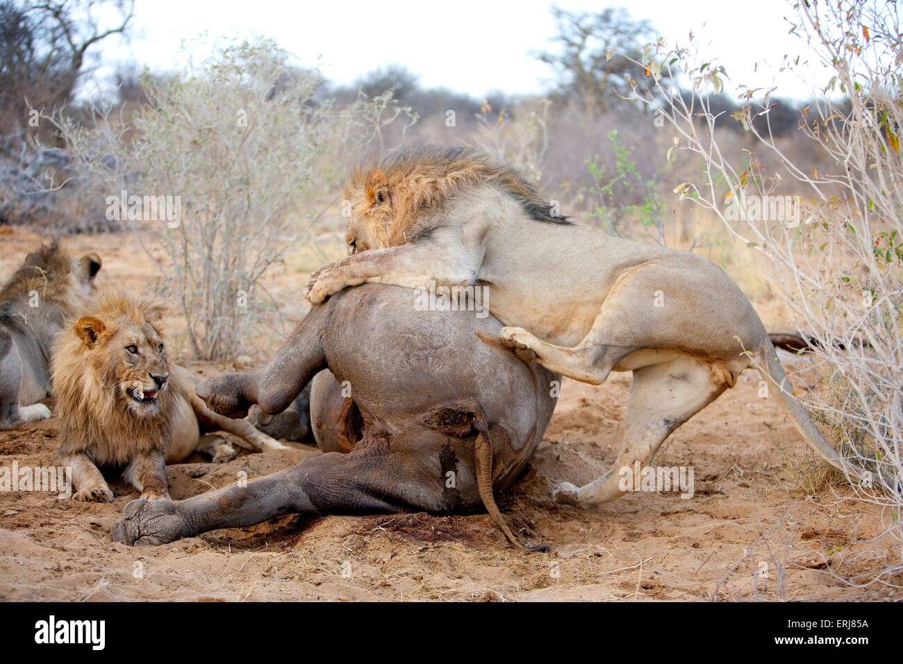 What do lions eat hires stock photography and images Alamy