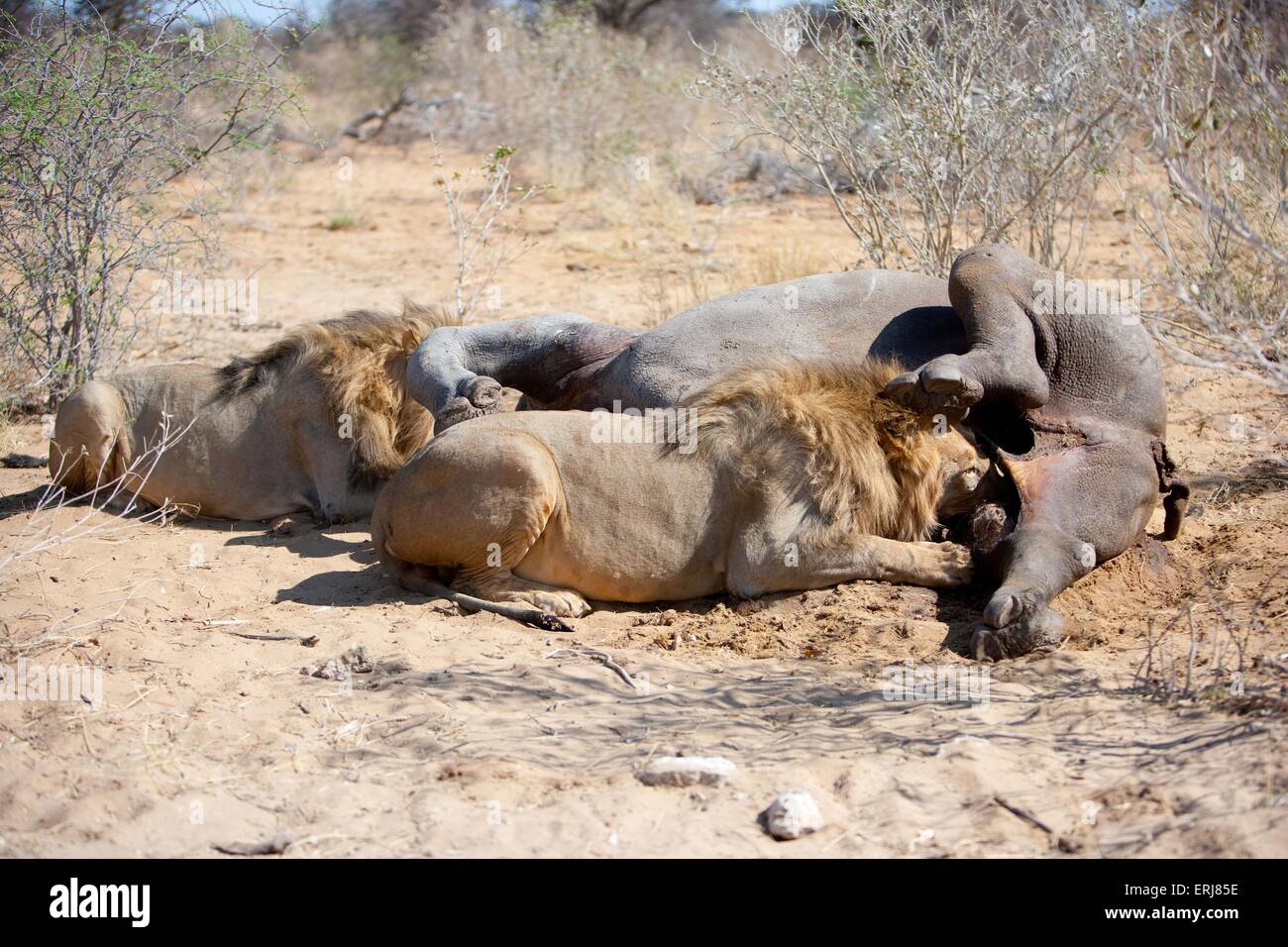 What do lions eat hires stock photography and images Alamy