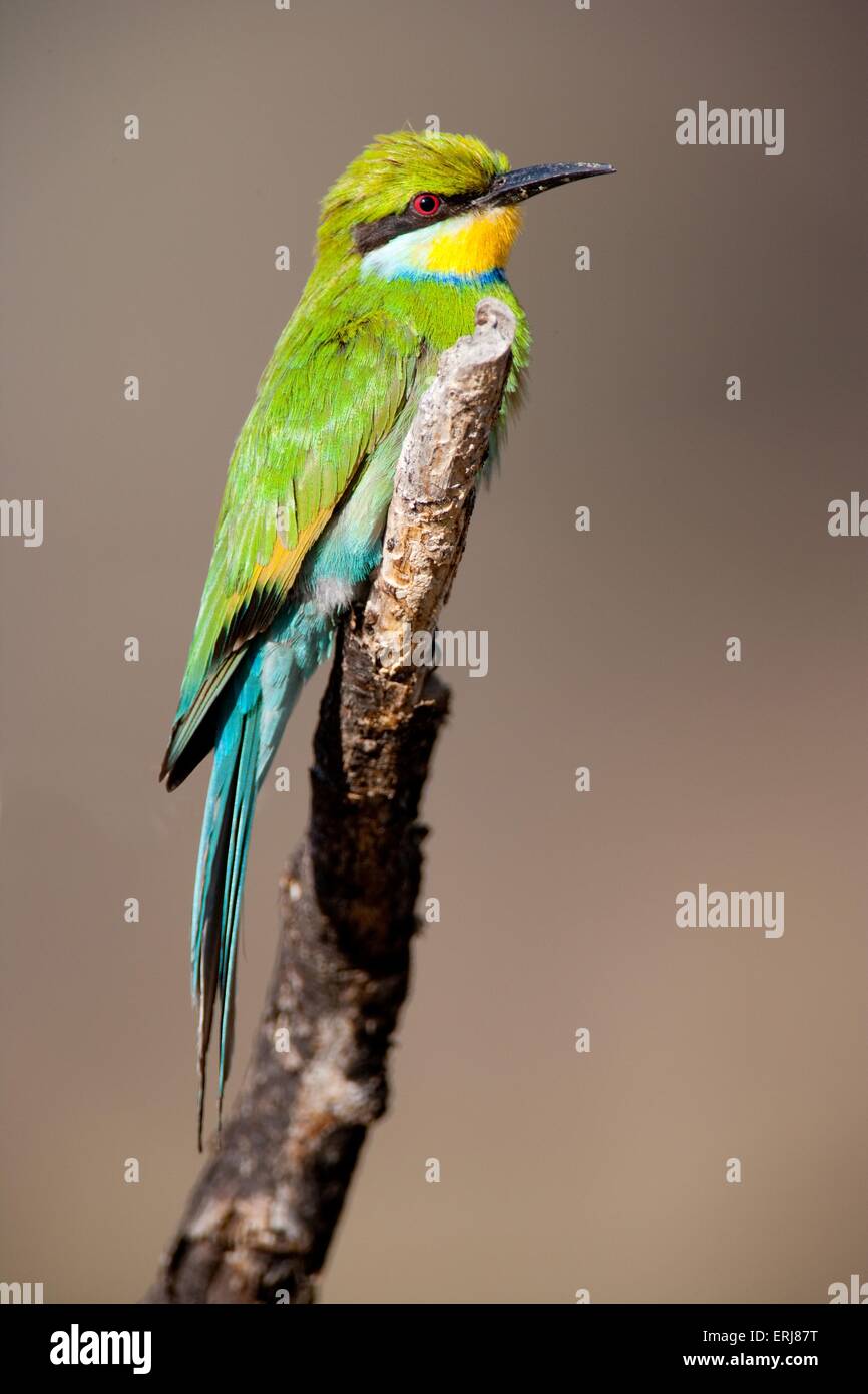 bee-eater Stock Photo