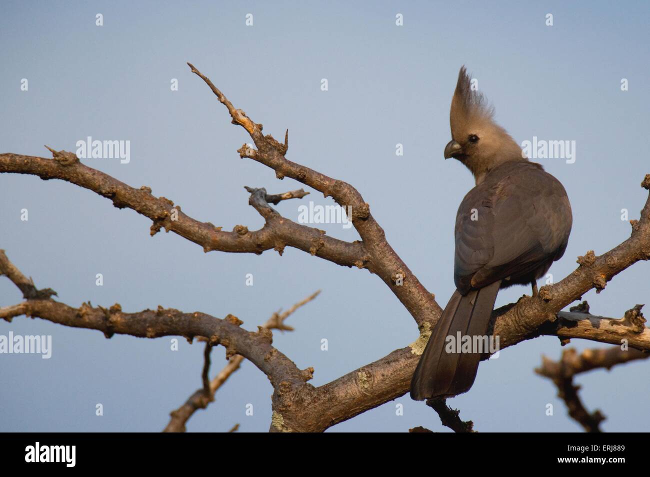 grey go-away bird Stock Photo
