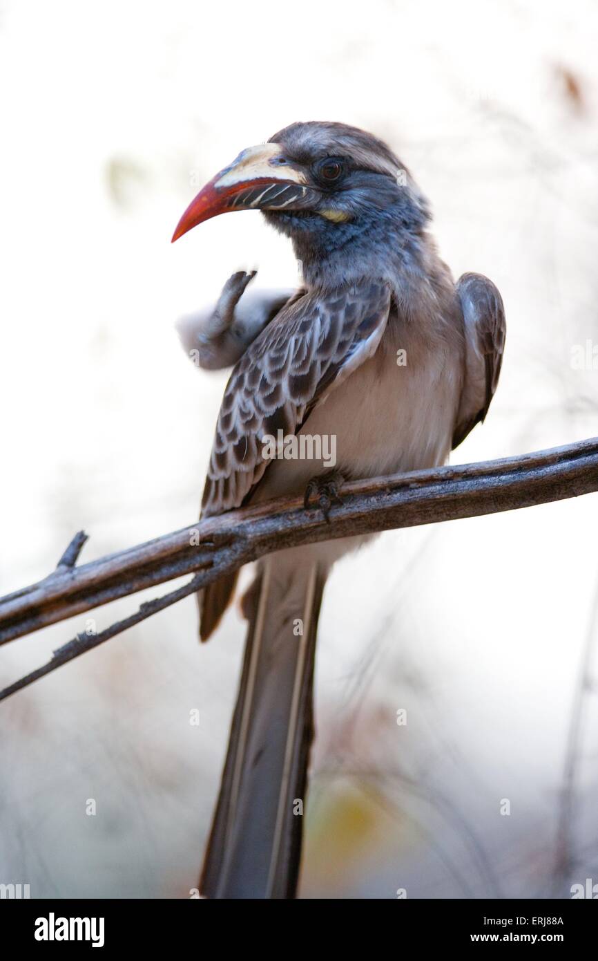 african grey hornbill Stock Photo