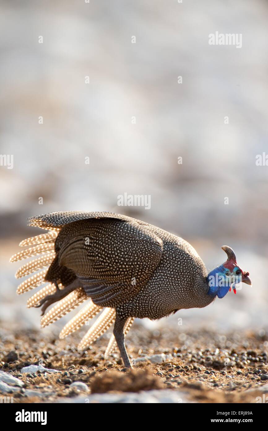 guinea fowl Stock Photo