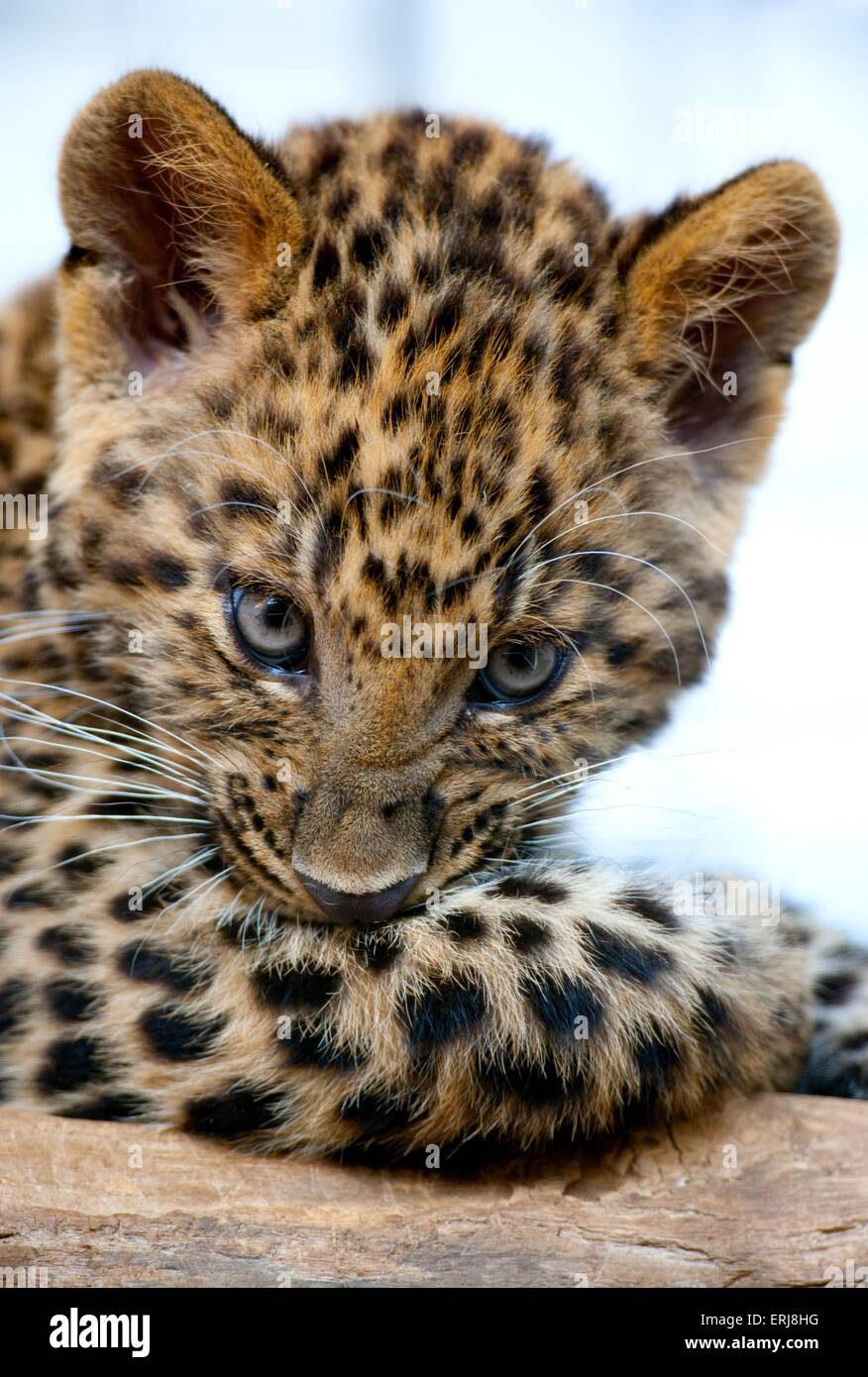 young north china leopard Stock Photo