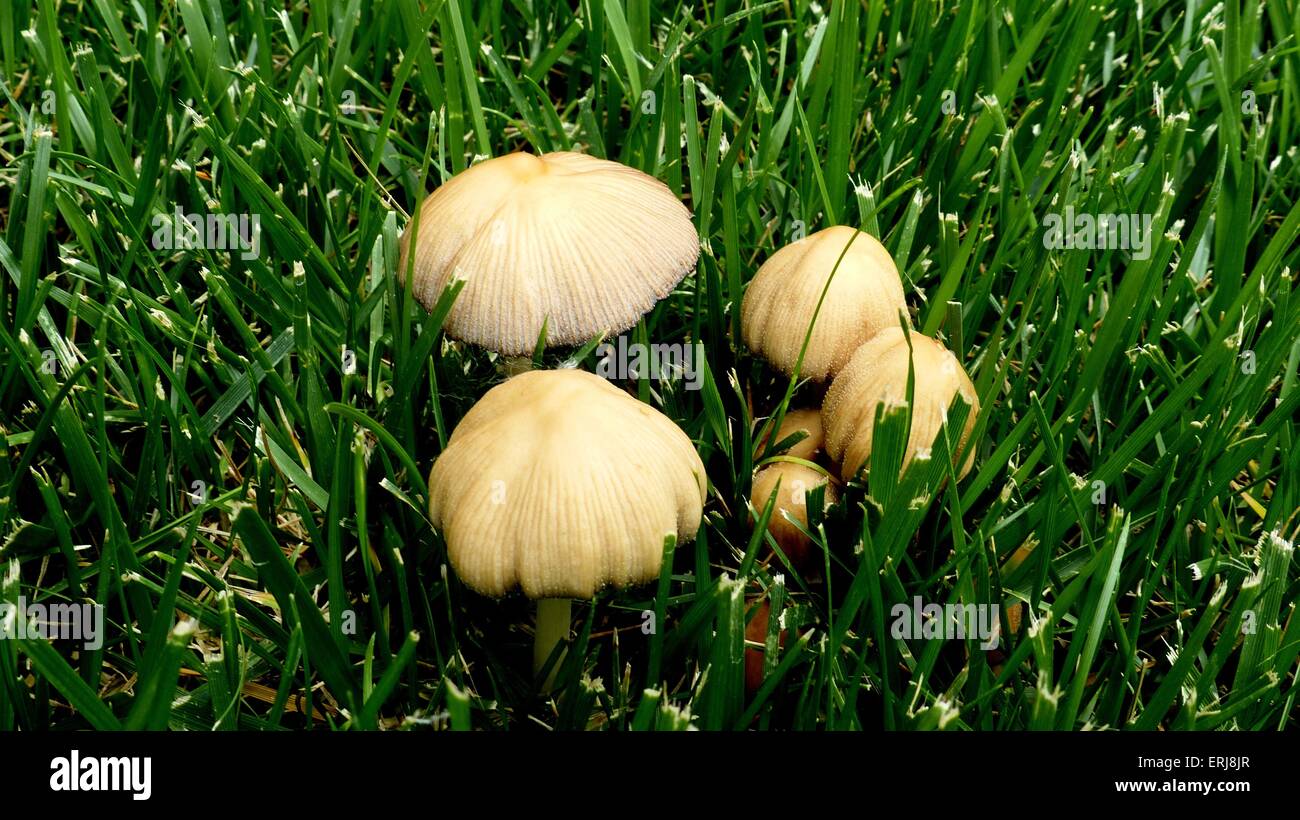 Baby Portobello Mushroom High Resolution Stock Photography and Images