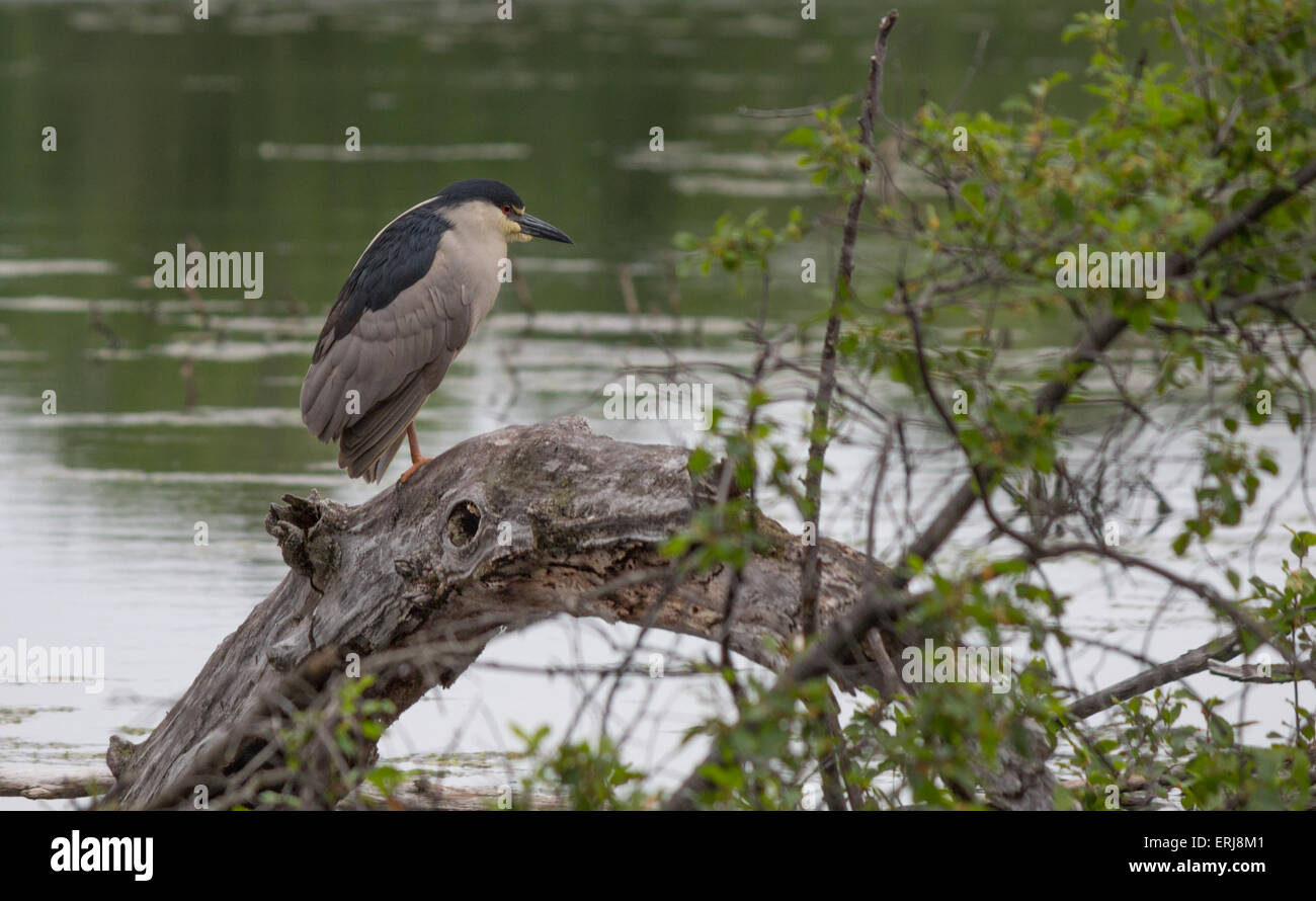 A black crowned night heron lay still on a dead tree fishing for its early morning meal. Stock Photo
