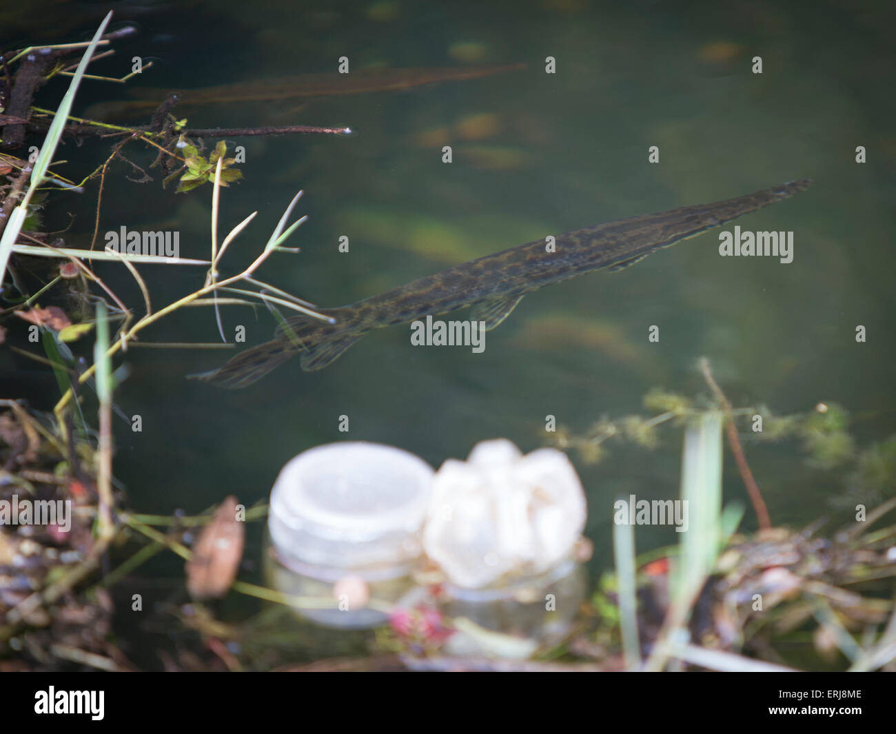 Needle nose gar swimming in polluted water Stock Photo
