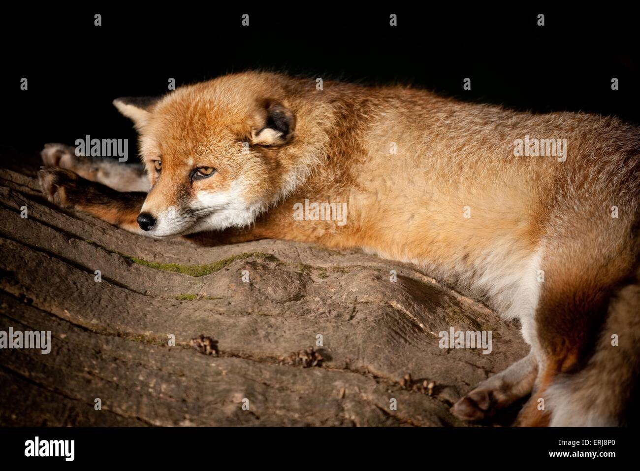 Tree with red fox hi-res stock photography and images - Alamy