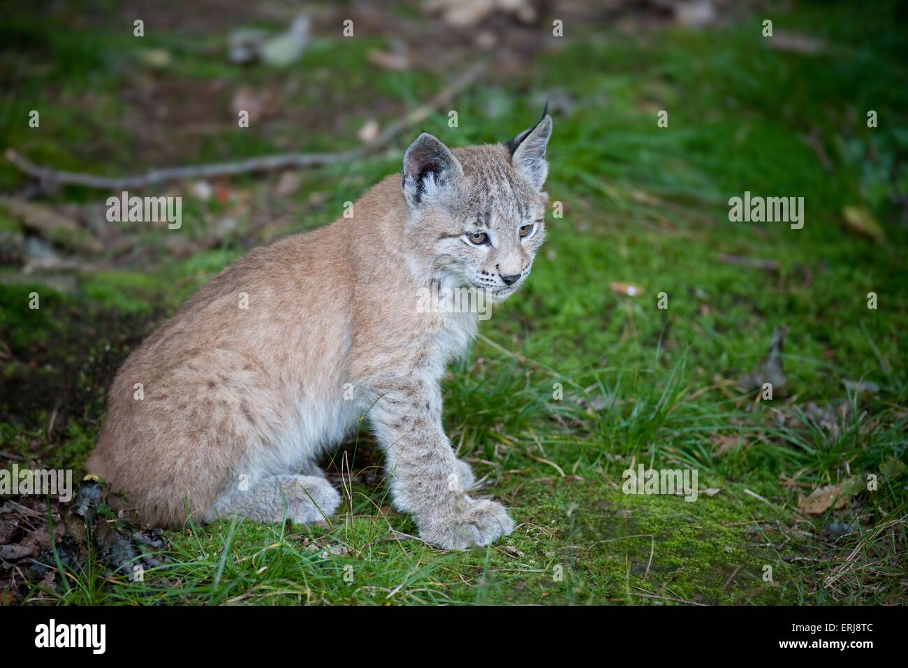 Eurasian lynx lynx lynx young hi-res stock photography and images - Alamy