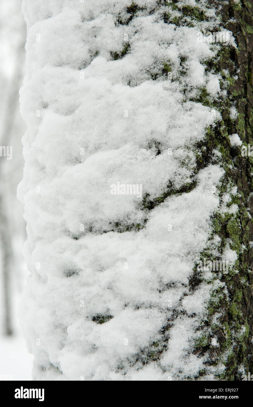 wood bark and snow as winter background Stock Photo - Alamy