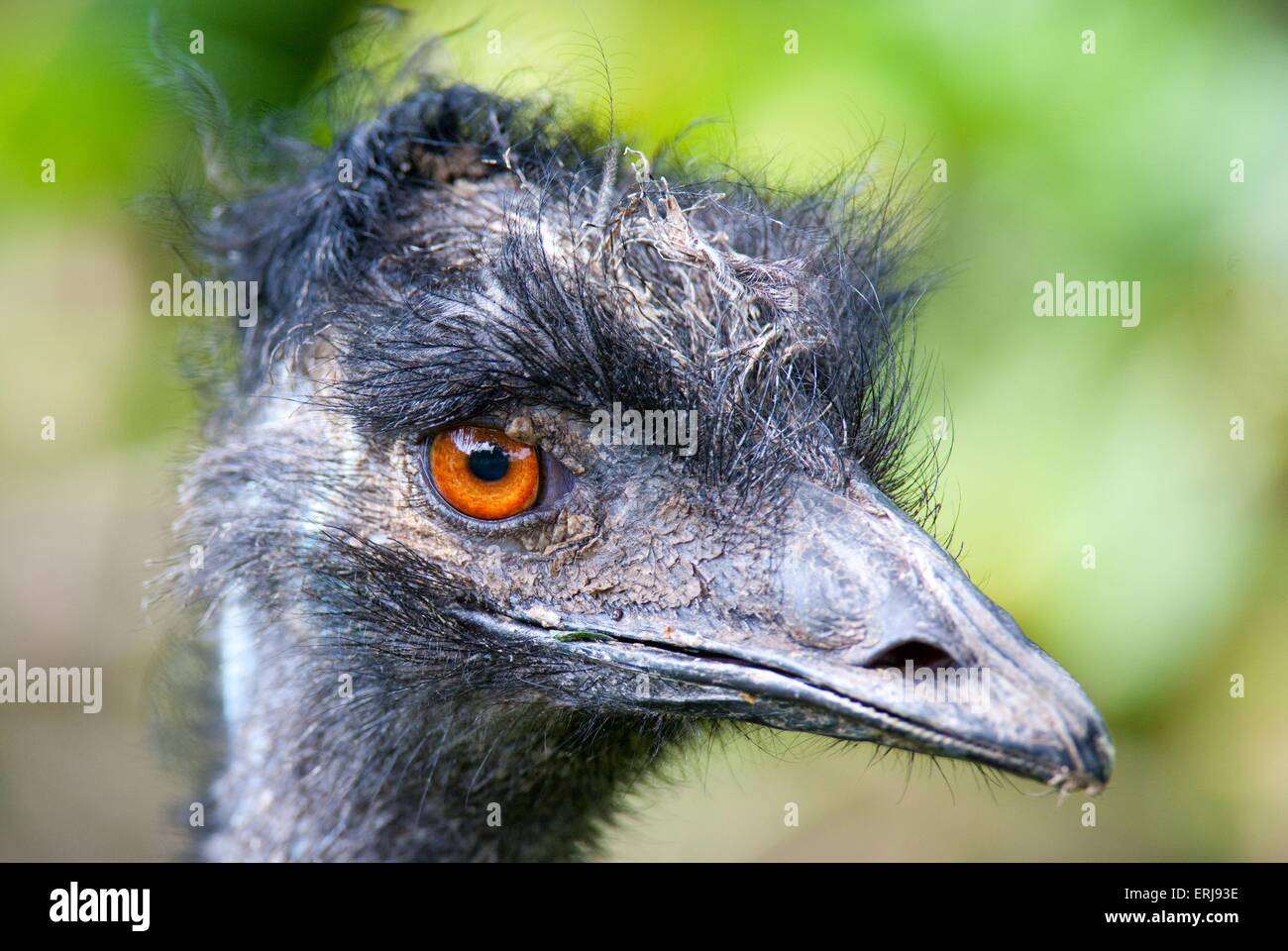 Adult emu hi-res stock photography and images - Alamy