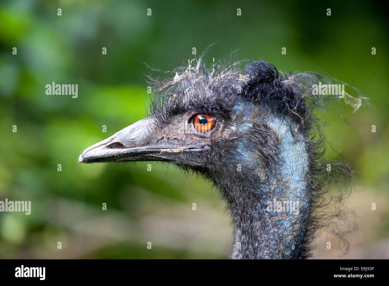 Dark emu hi-res stock photography and images - Alamy