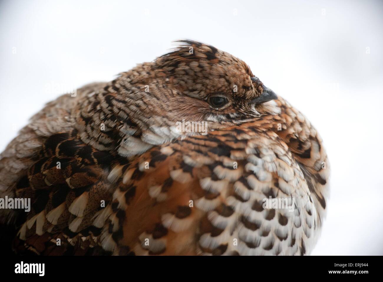 hazel grouse Stock Photo