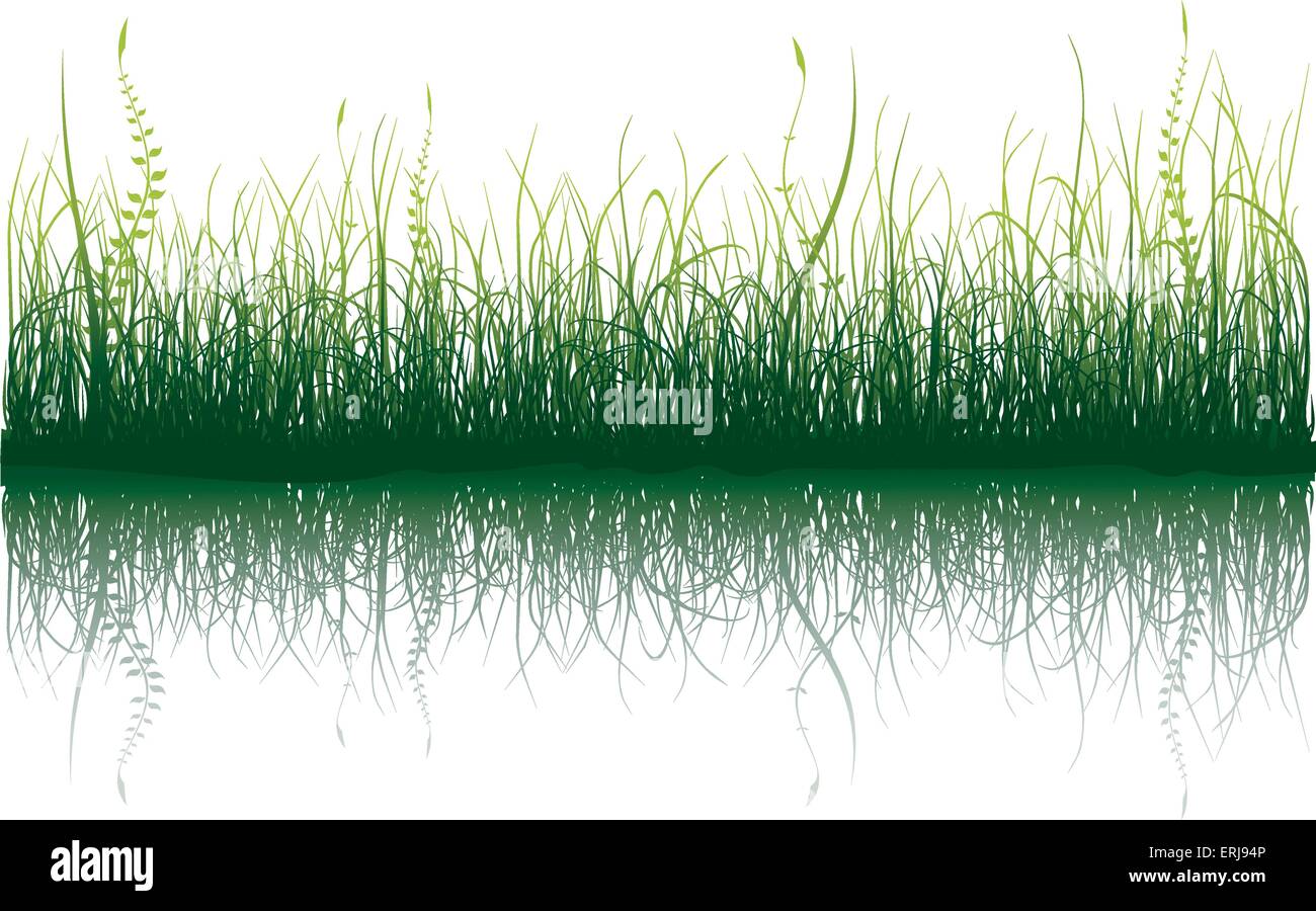 Green grass with reflection isolated on white Stock Vector Image & Art ...
