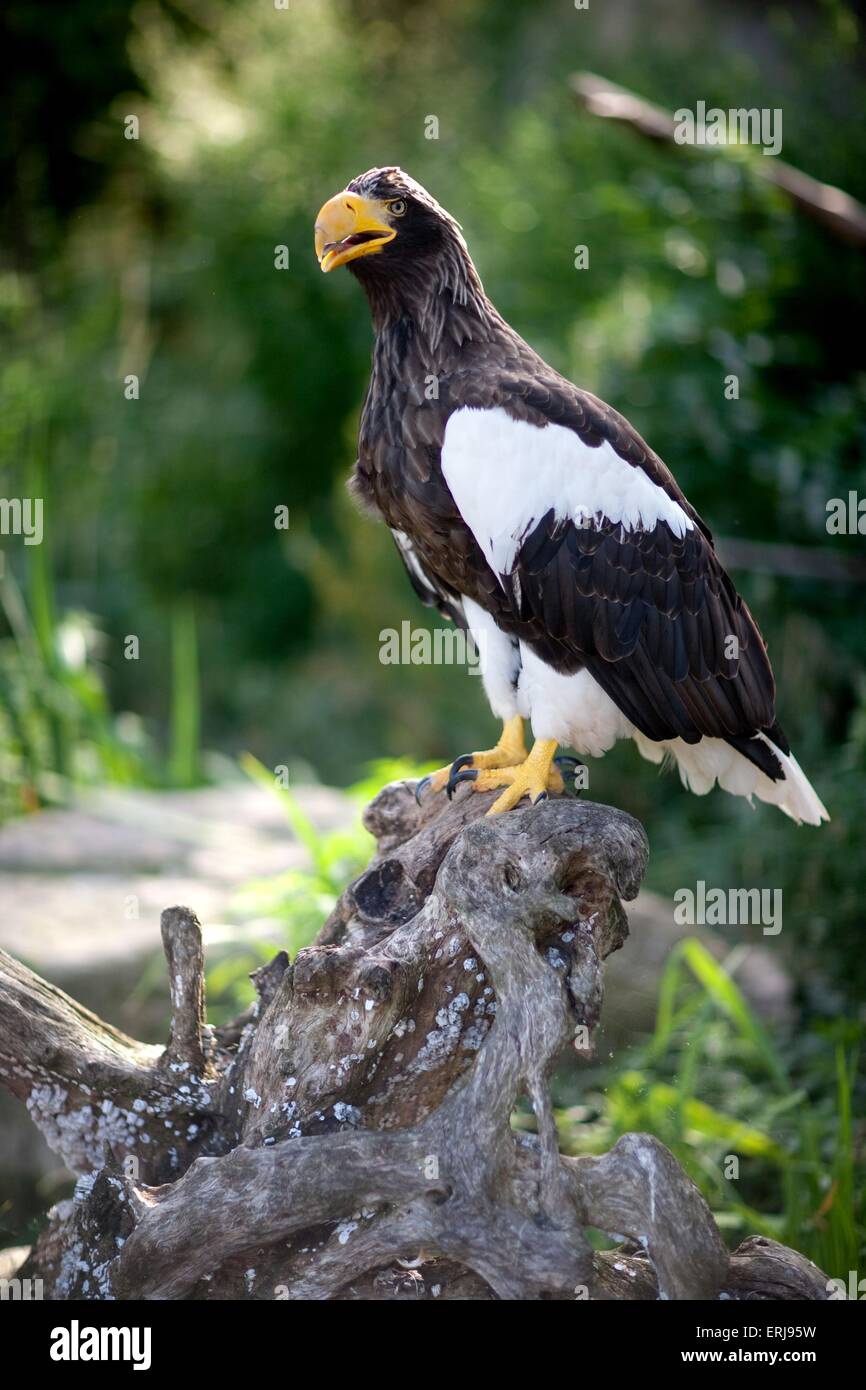Stellers sea-eagle Stock Photo