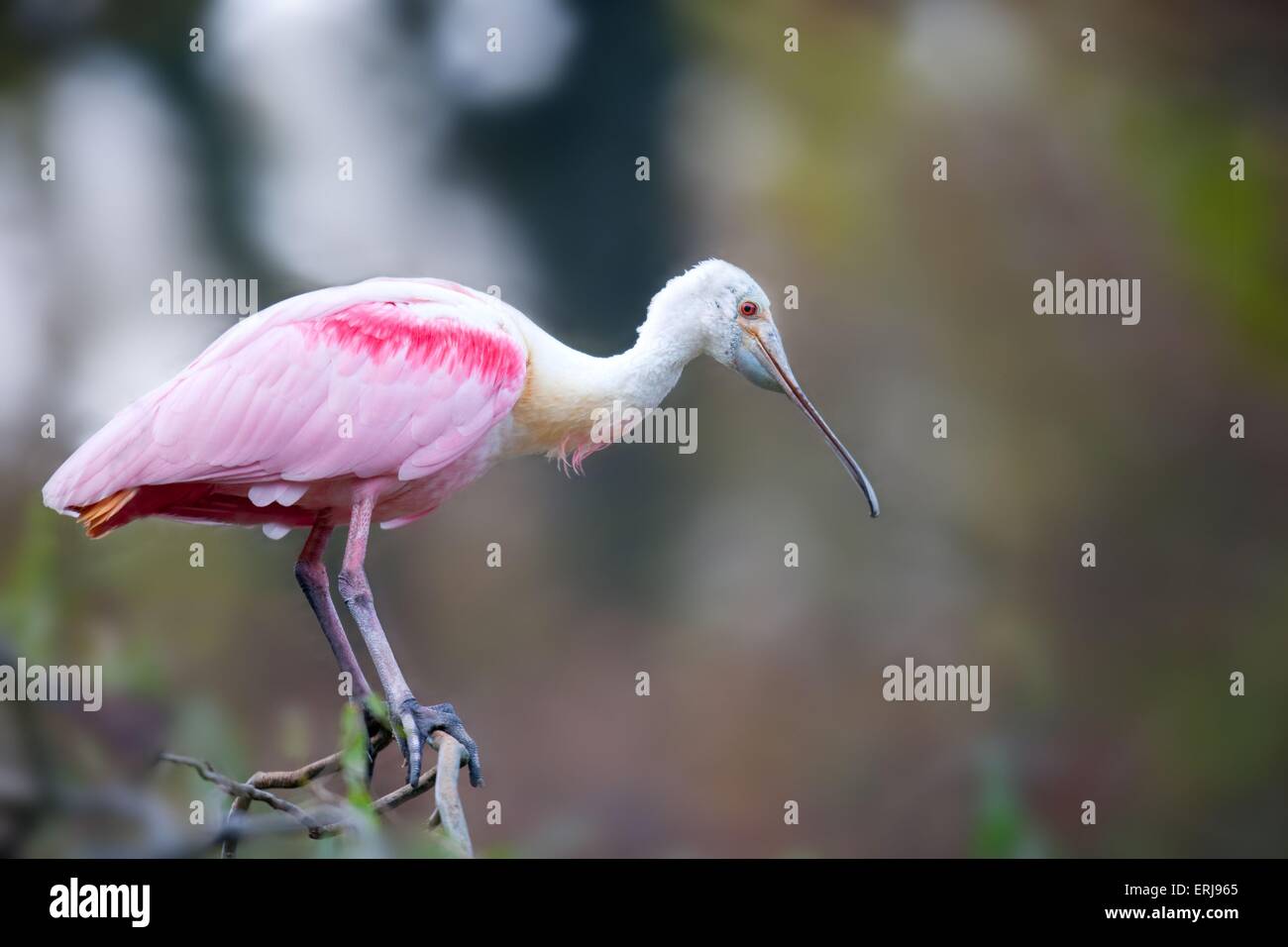 Spoonbill profile hi-res stock photography and images - Alamy