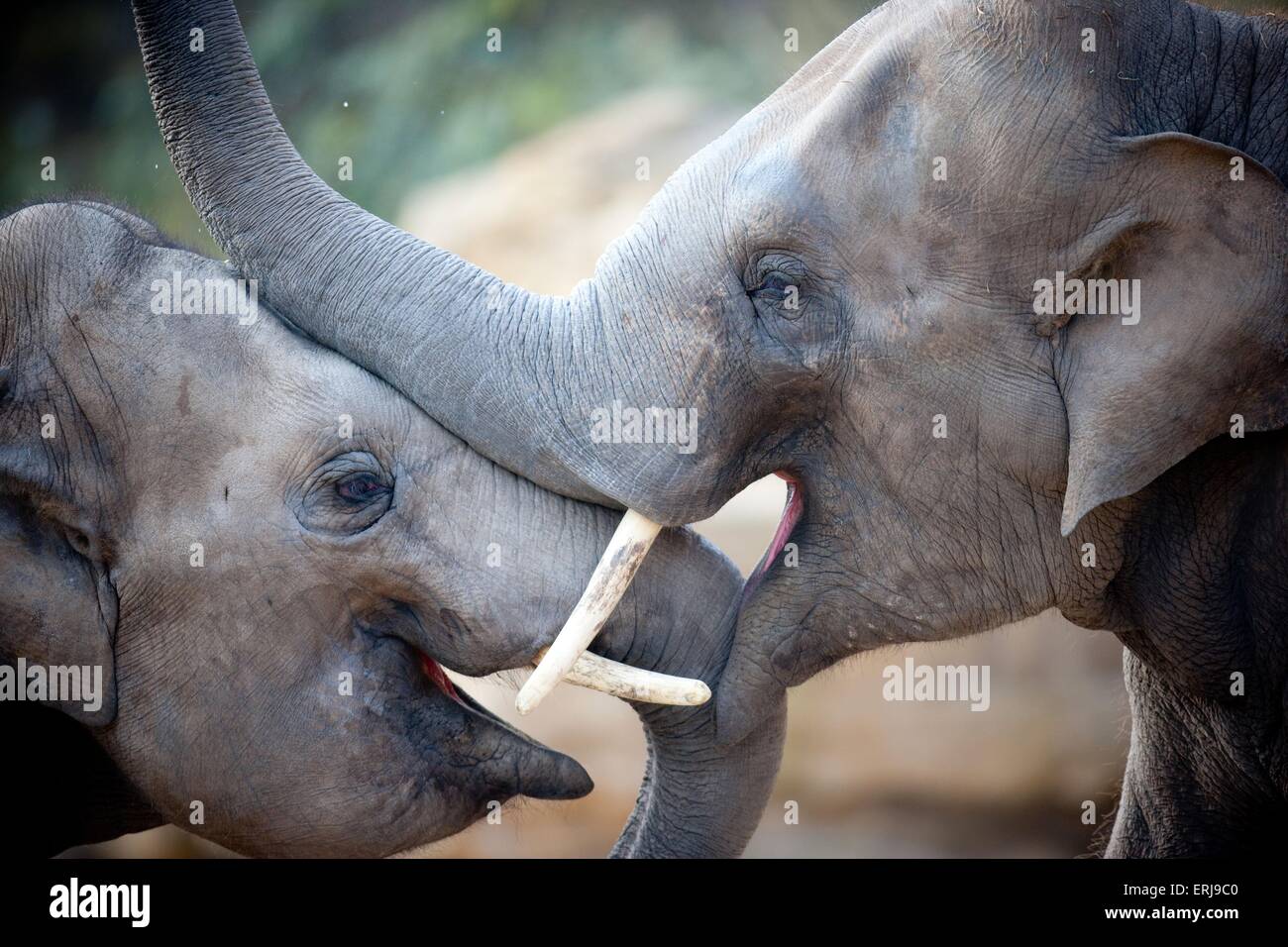 asian elephants Stock Photo