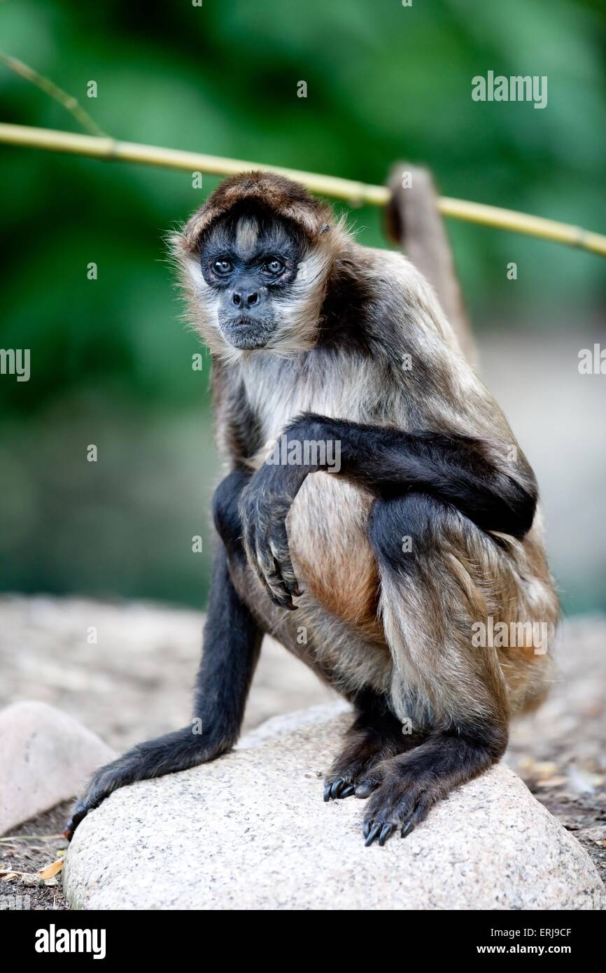 spider monkey Stock Photo
