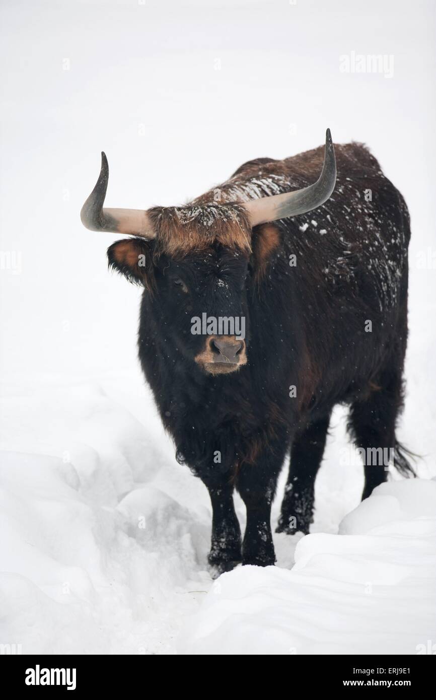 Cattle stand hi-res stock photography and images - Alamy