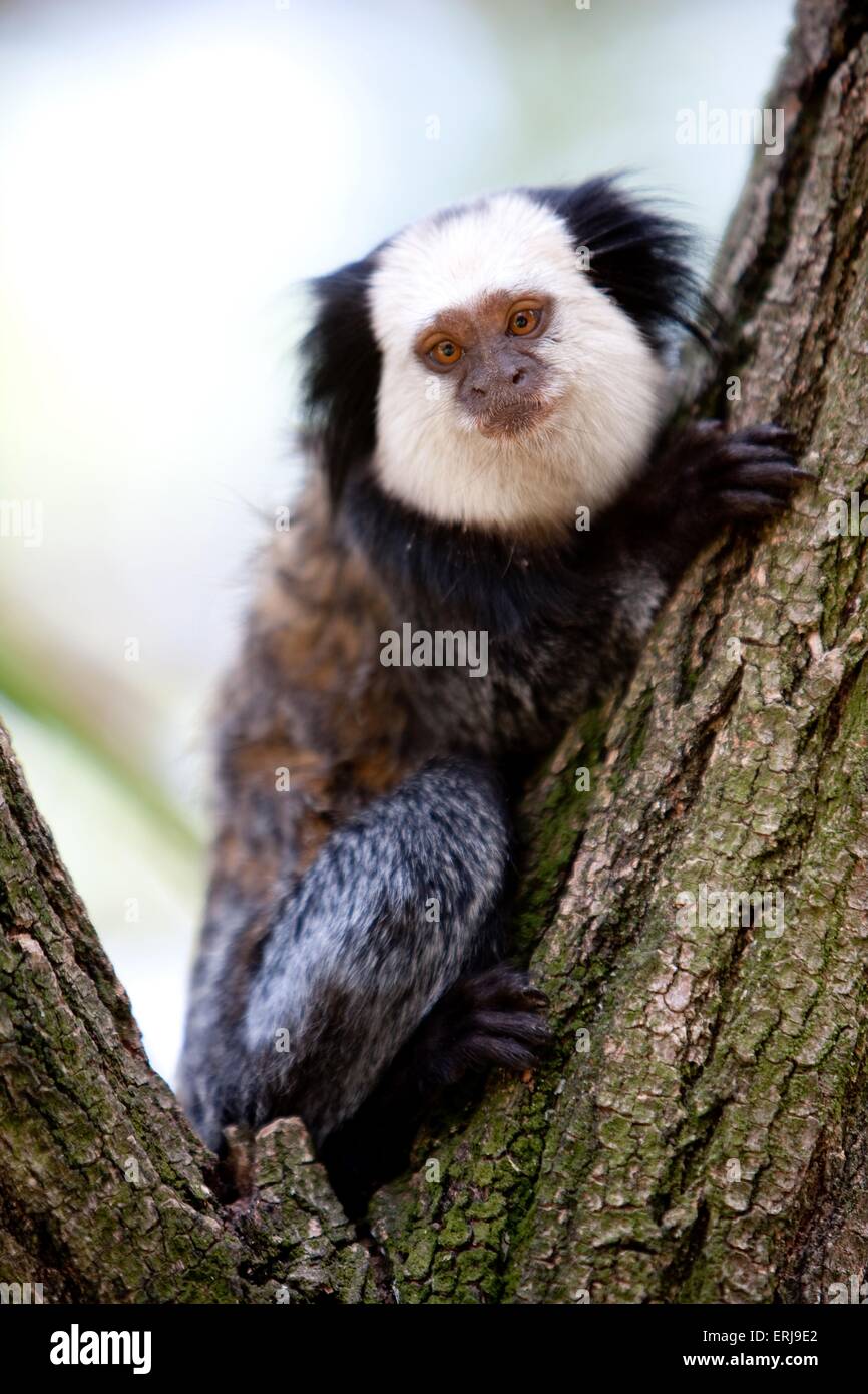 white-fronted marmoset Stock Photo