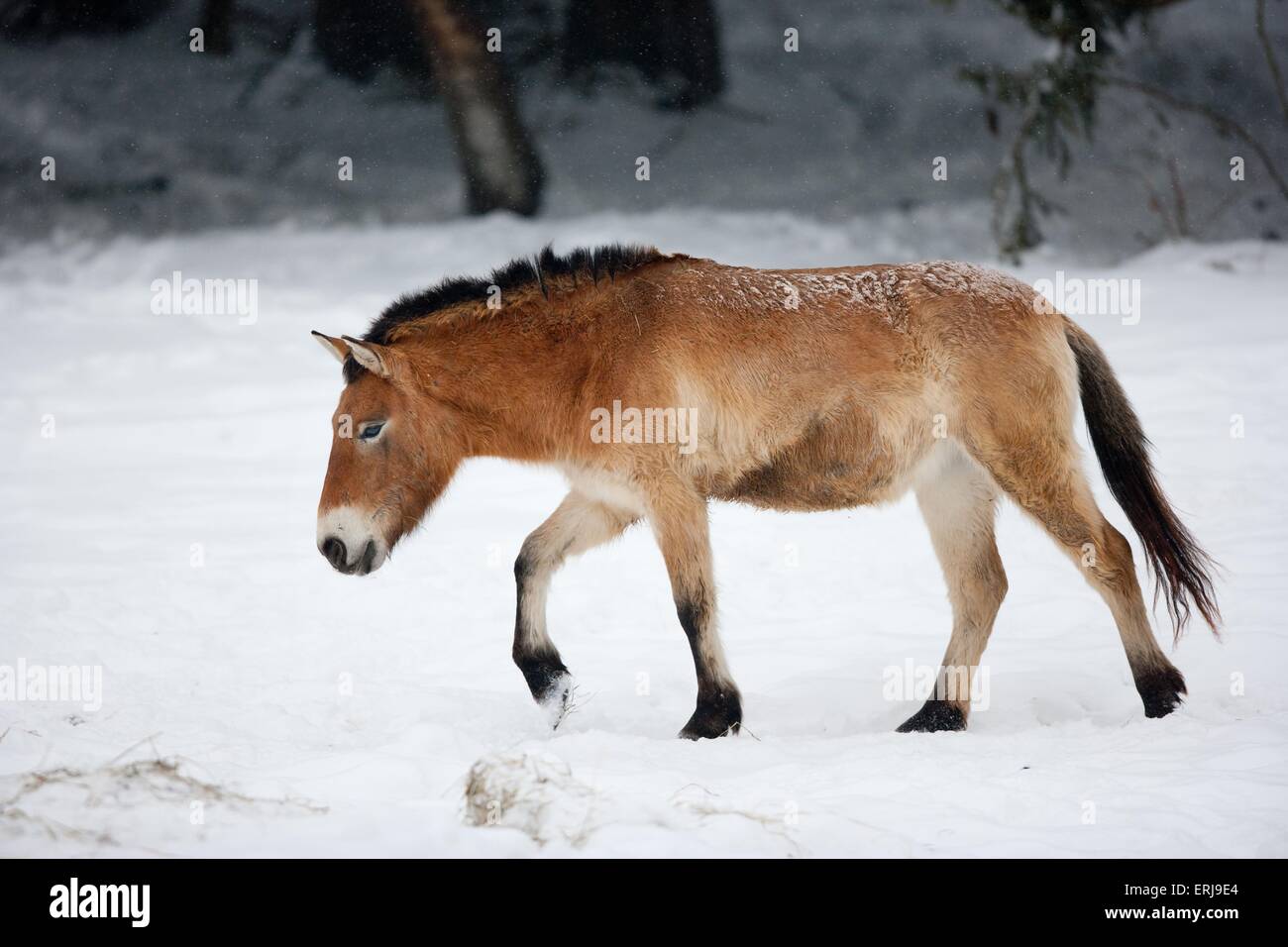 Asian wild horse Stock Photo