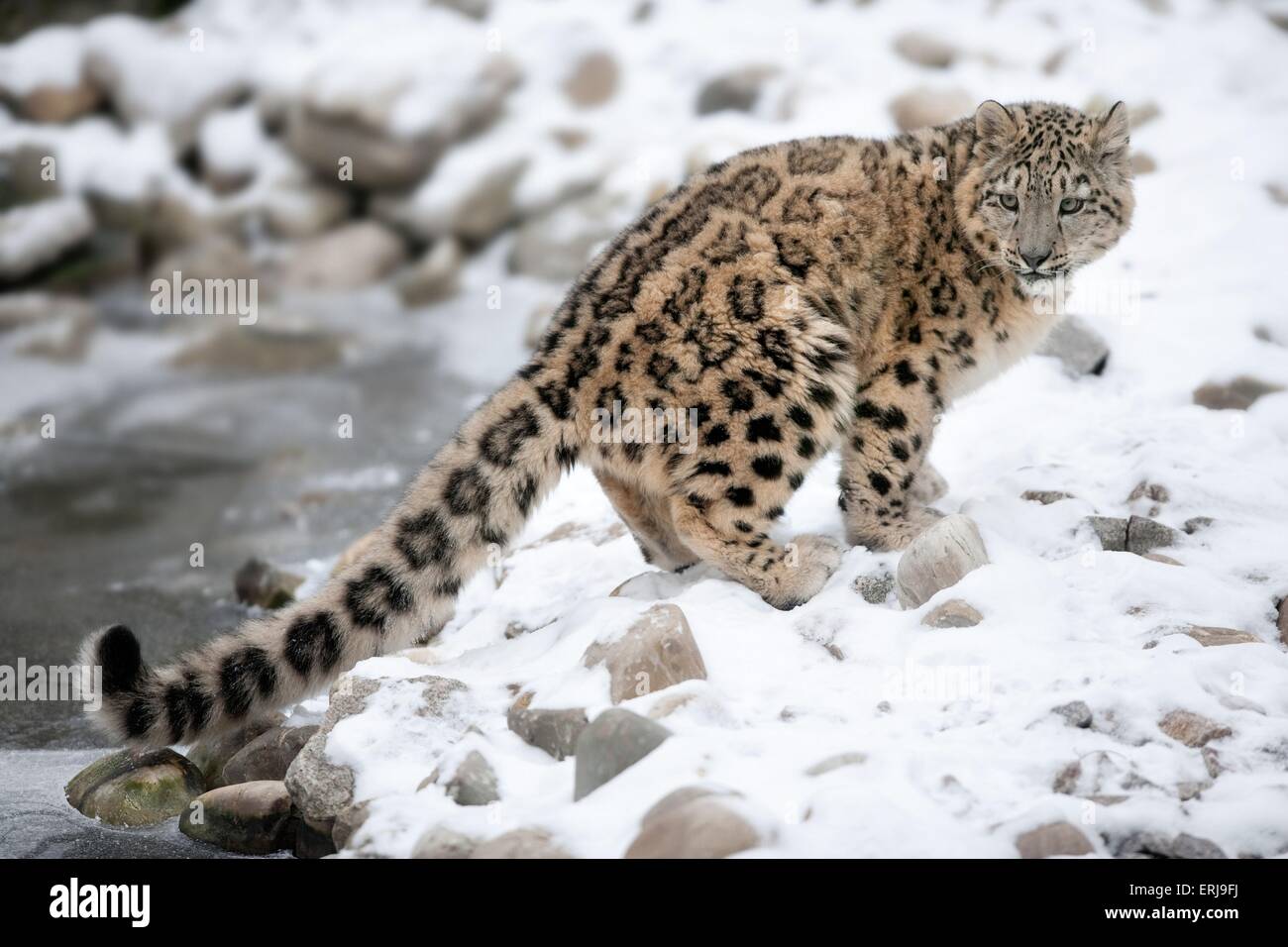 snow leopard Stock Photo