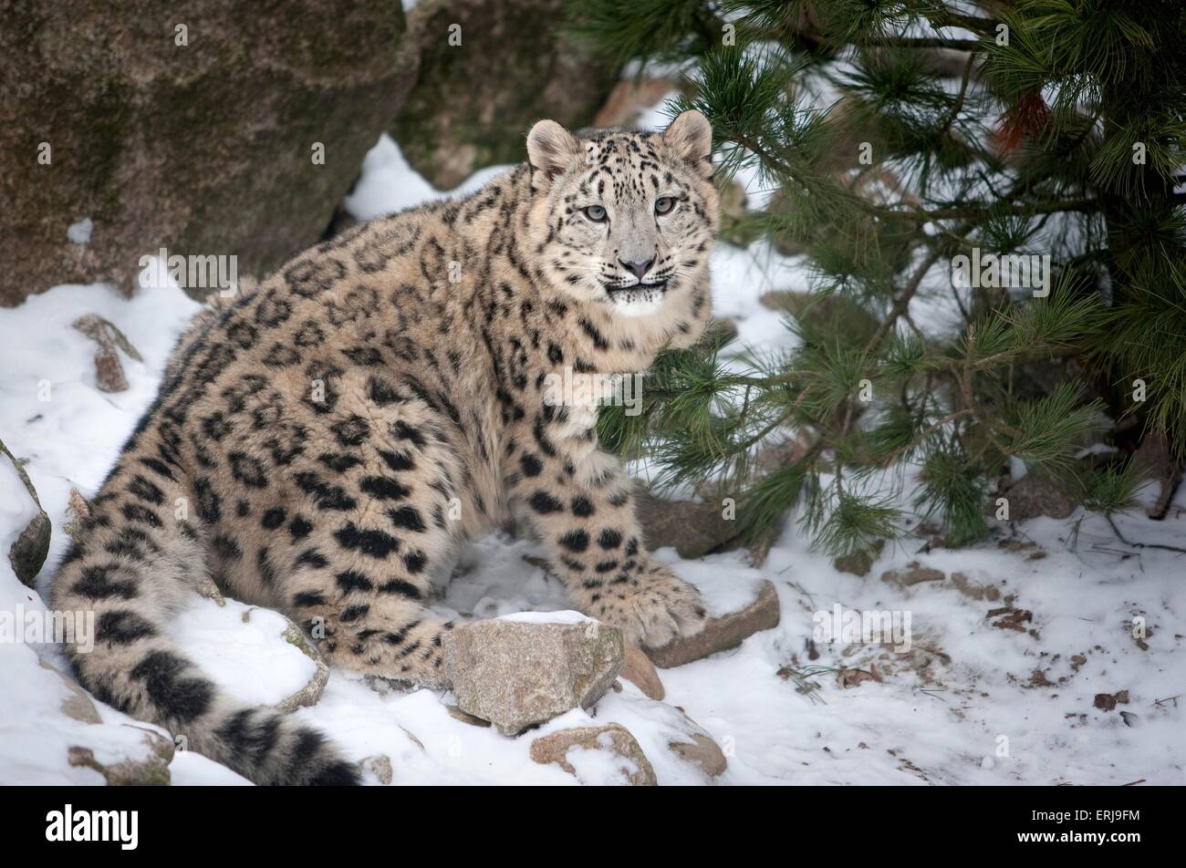 snow leopard Stock Photo