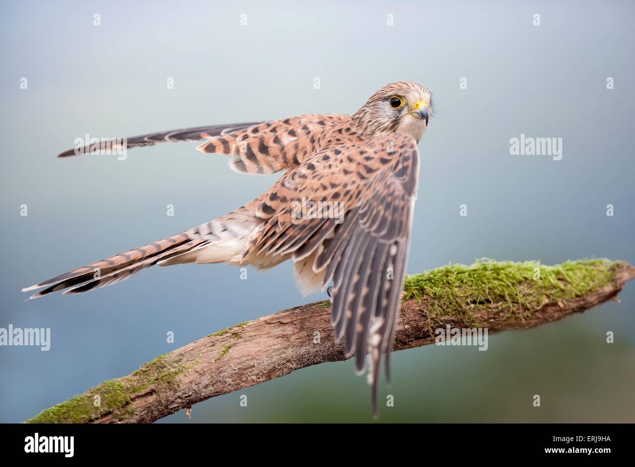 Kestrel Hi Res Stock Photography And Images Alamy