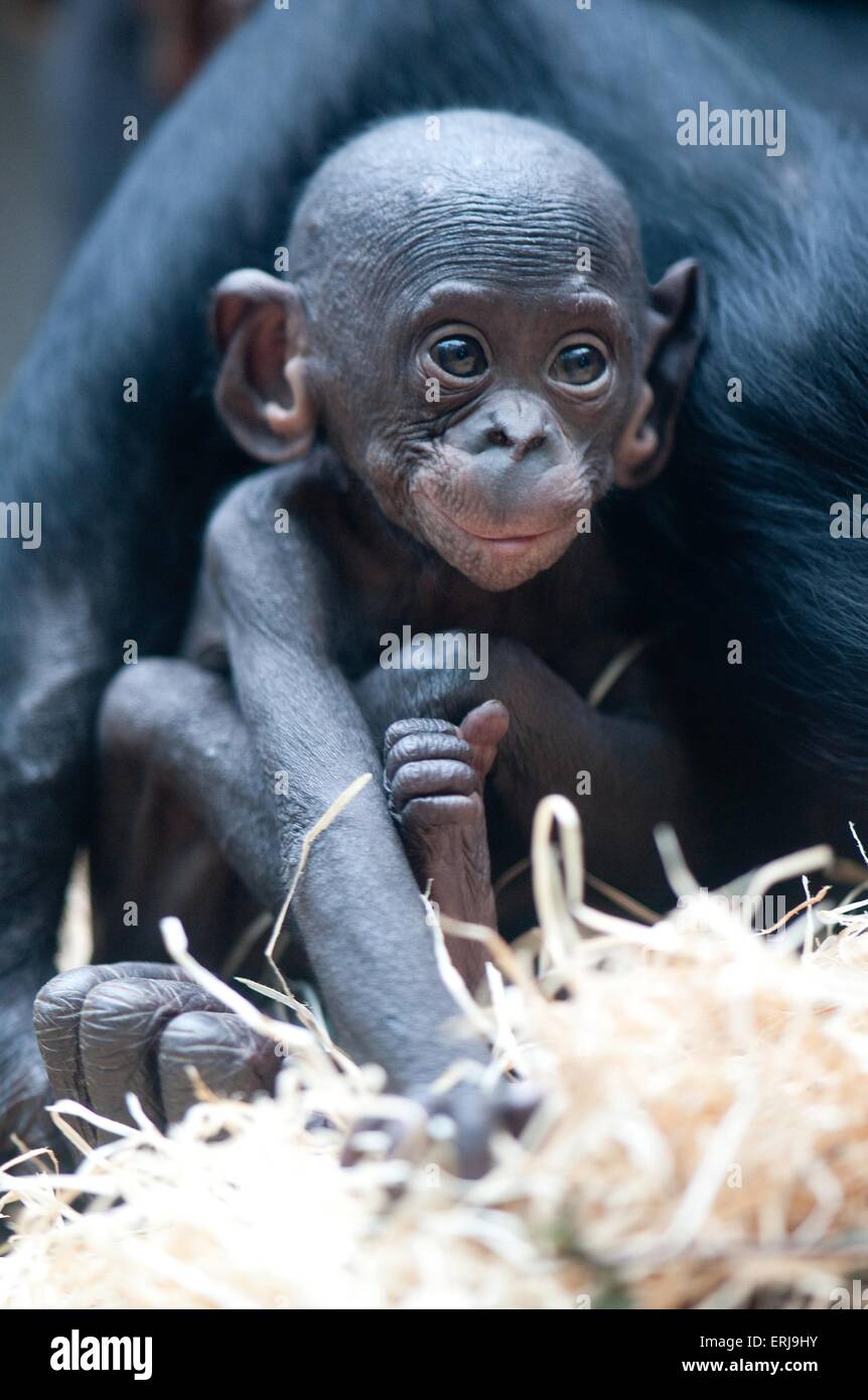 bonobo baby Stock Photo - Alamy