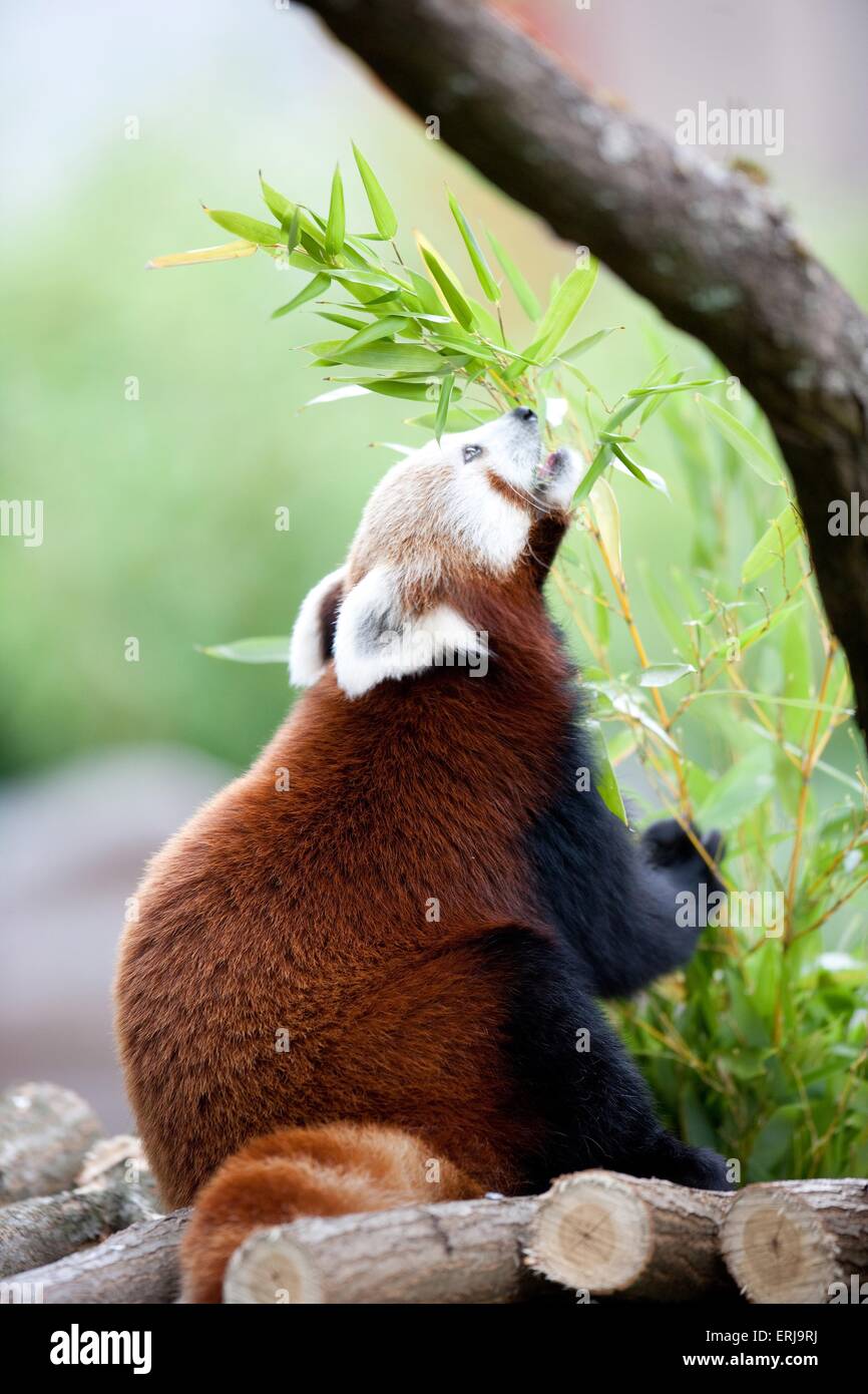 lesser panda Stock Photo