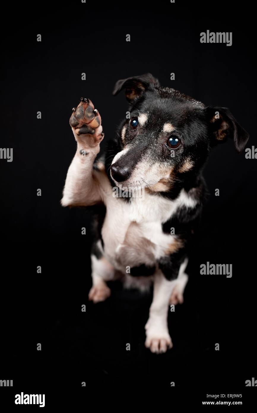Mongrel gives paw Stock Photo