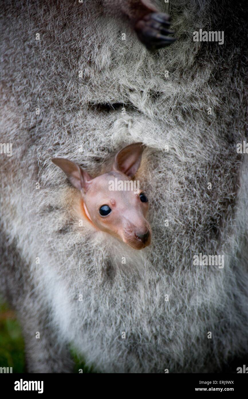 Red-necked wallabies Stock Photo