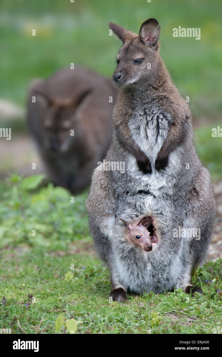 Red-necked wallabies Stock Photo