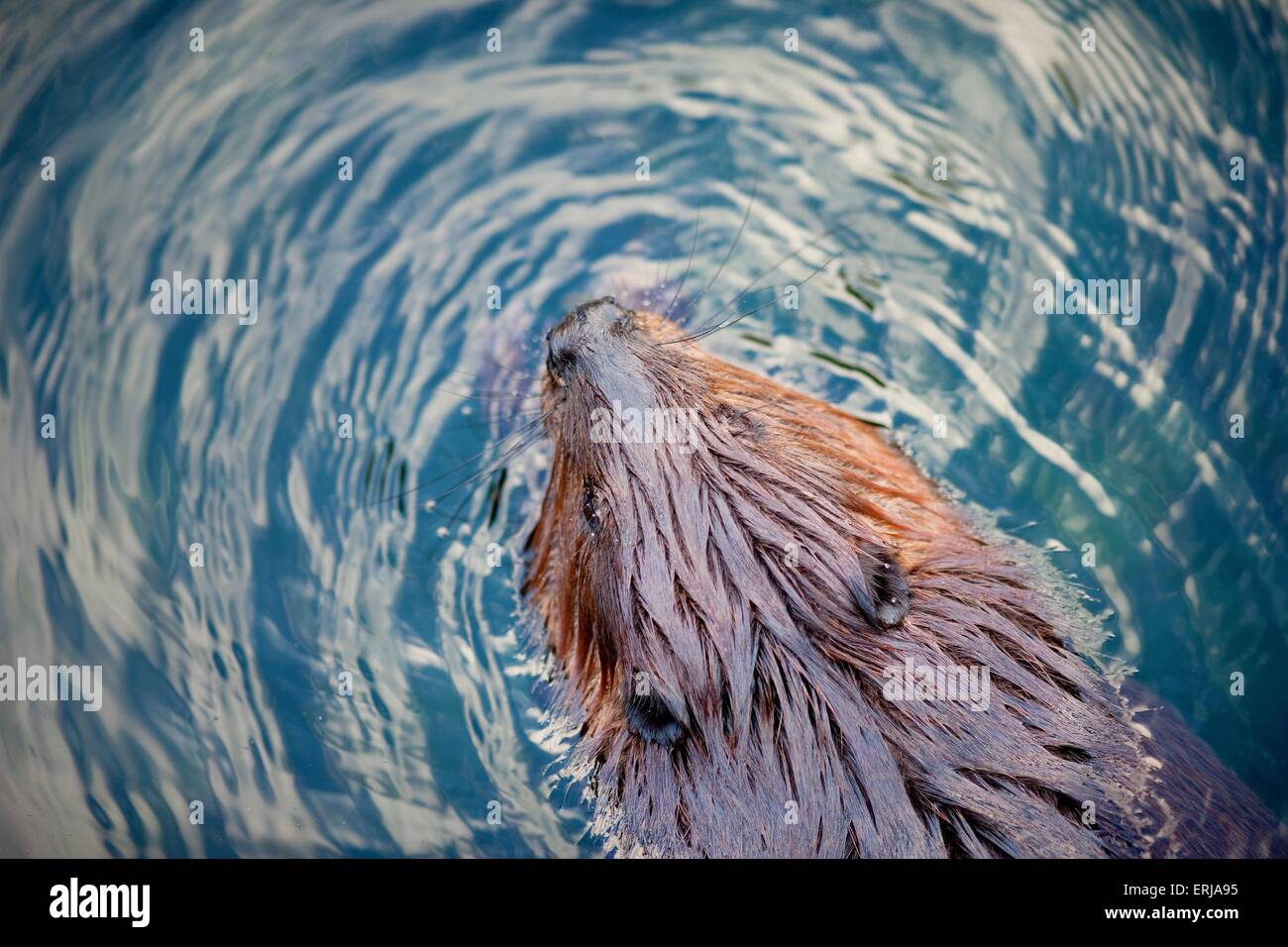 beaver Stock Photo