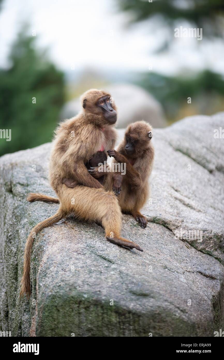 gelada baboons Stock Photo