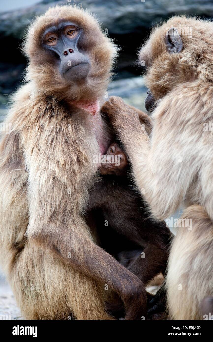 gelada baboons Stock Photo