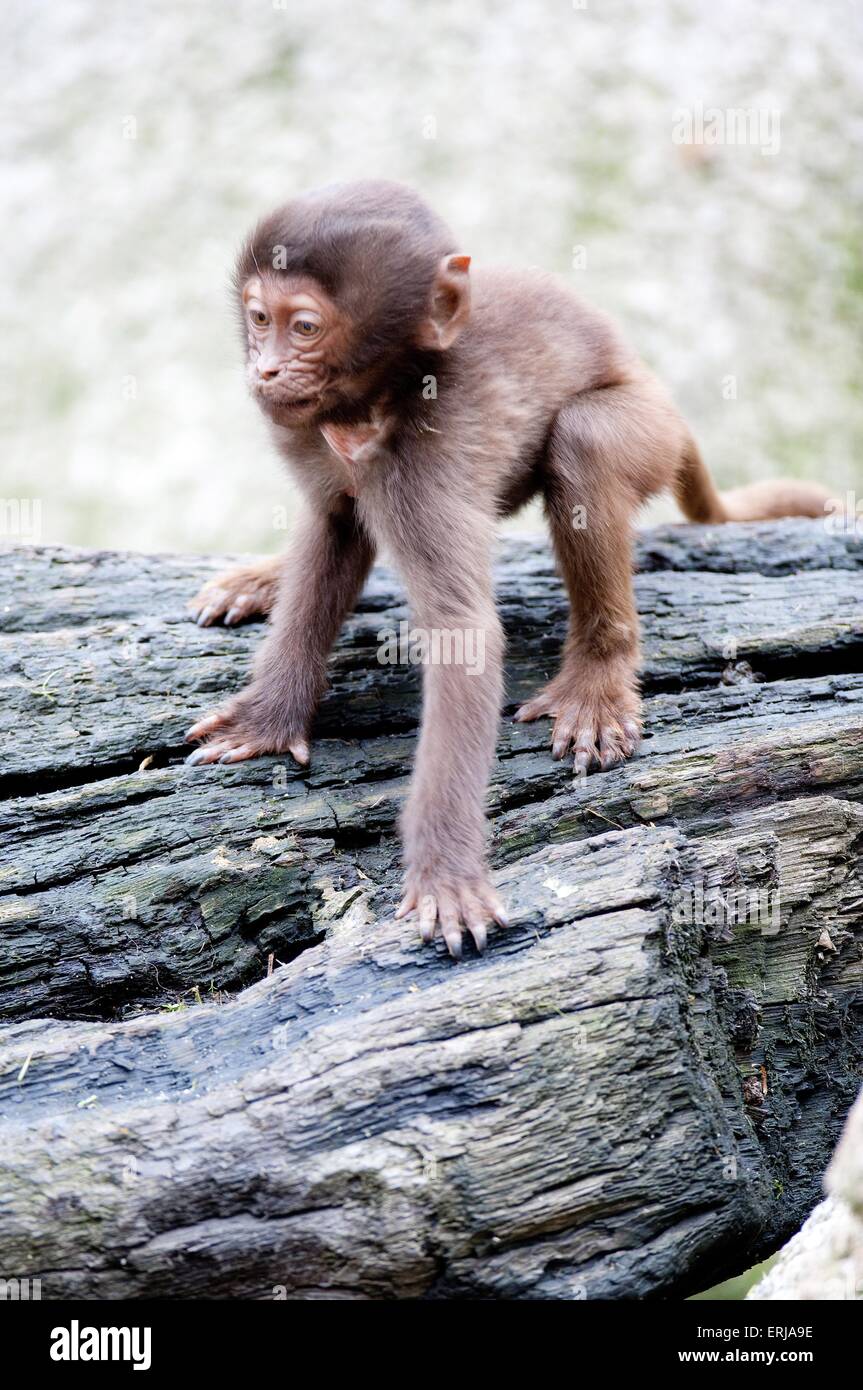 gelada baboon Stock Photo