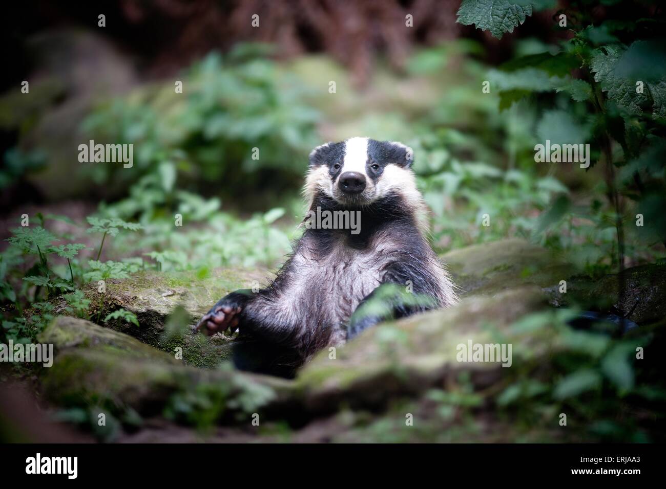 European badger Stock Photo