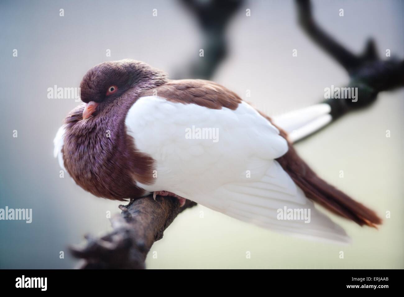 Old German Magpie Tumbler Stock Photo