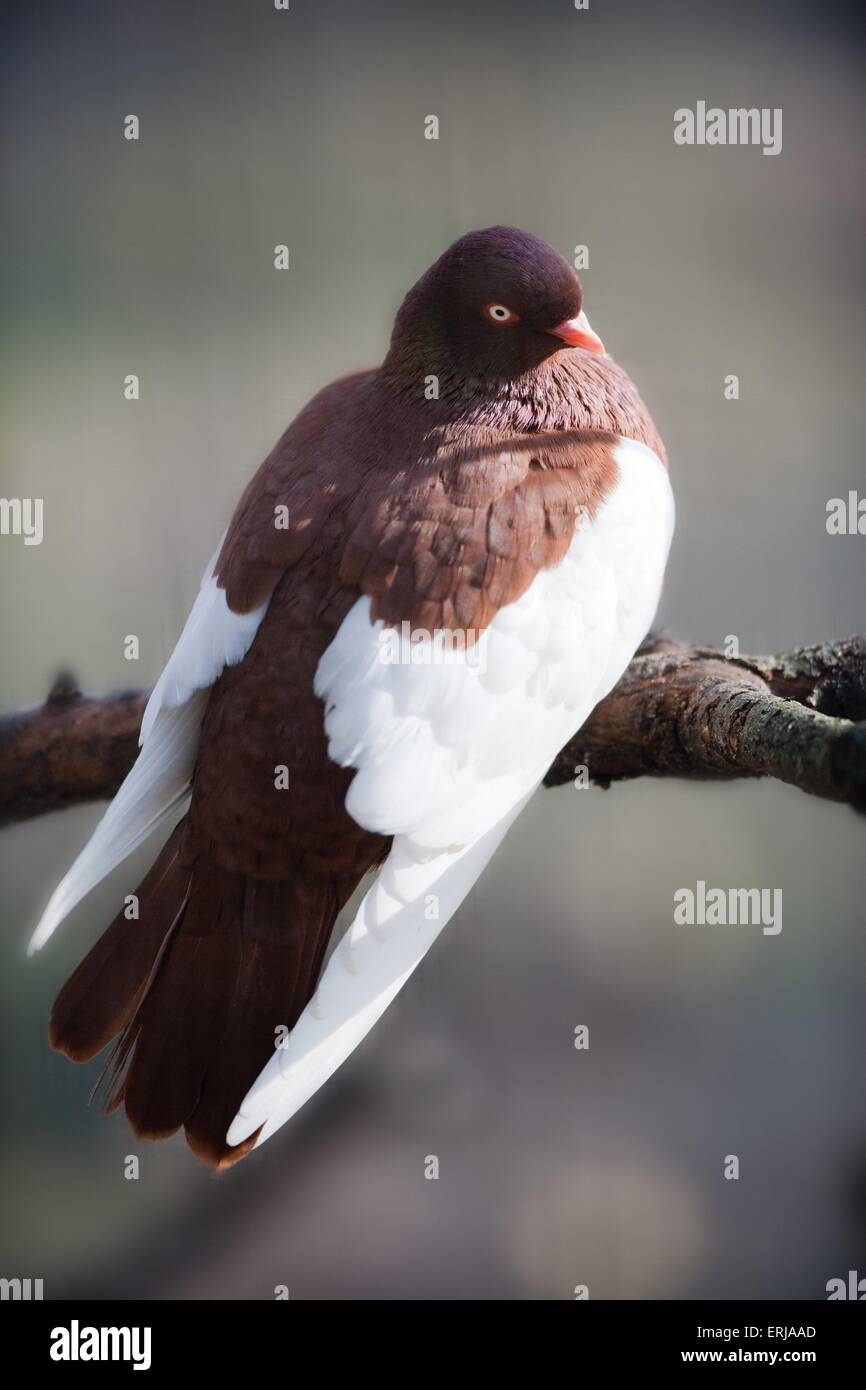 Old German Magpie Tumbler Stock Photo