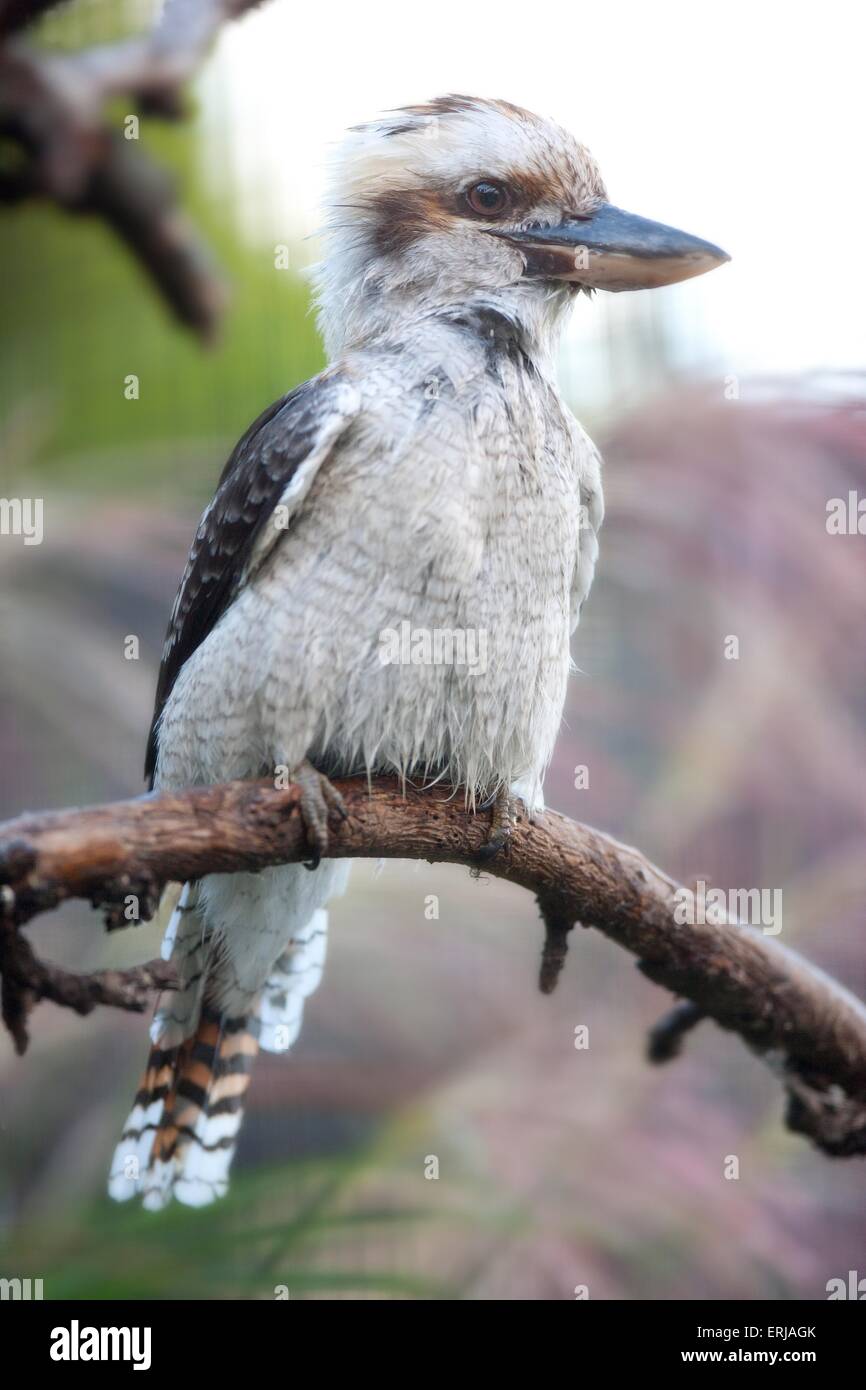 jackass Stock Photo