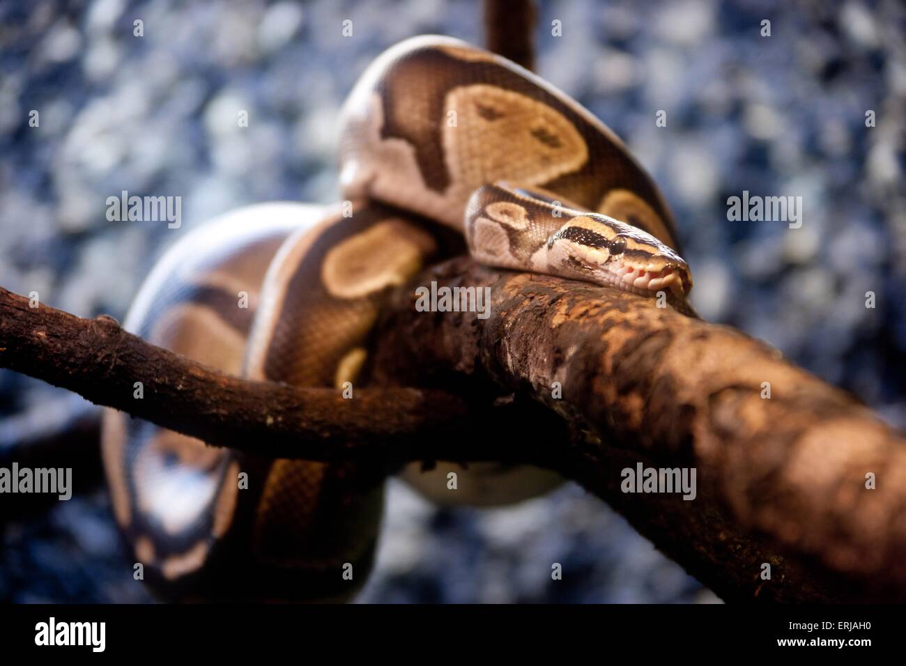 Ball pythons hi-res stock photography and images - Alamy