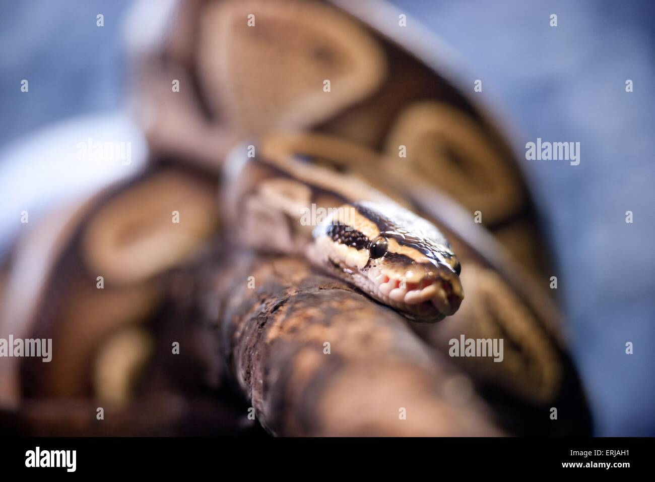 Royal python tree hi-res stock photography and images - Alamy