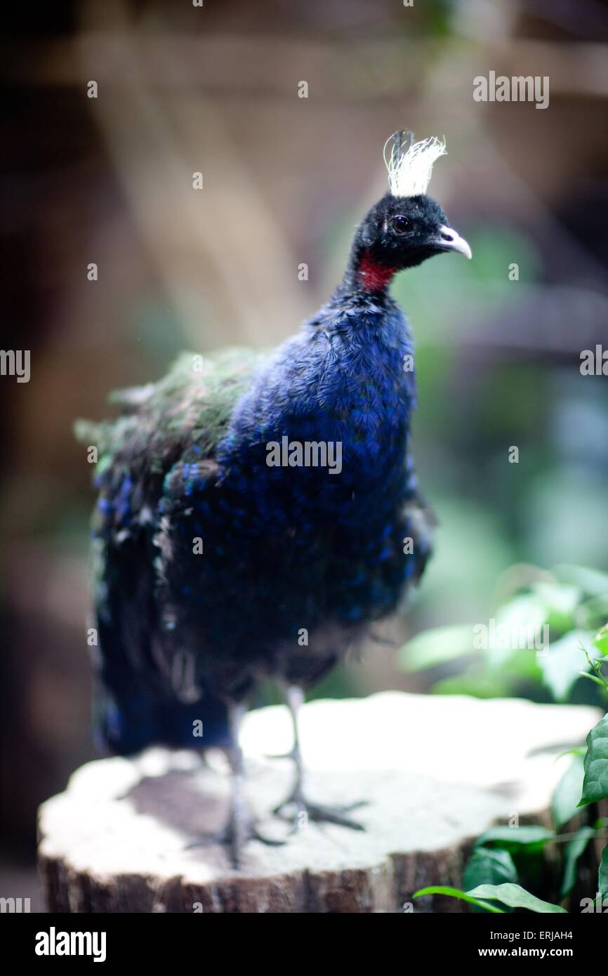 Congo peacock hires stock photography and images Alamy